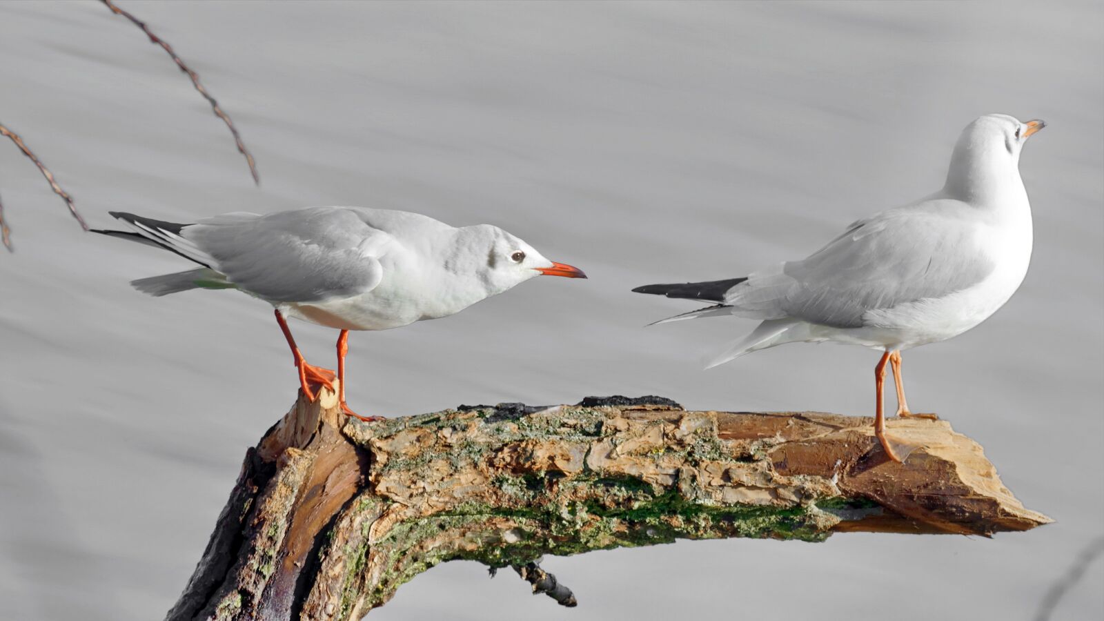 Nikon D5300 sample photo. Birds, seagulls, sitting photography