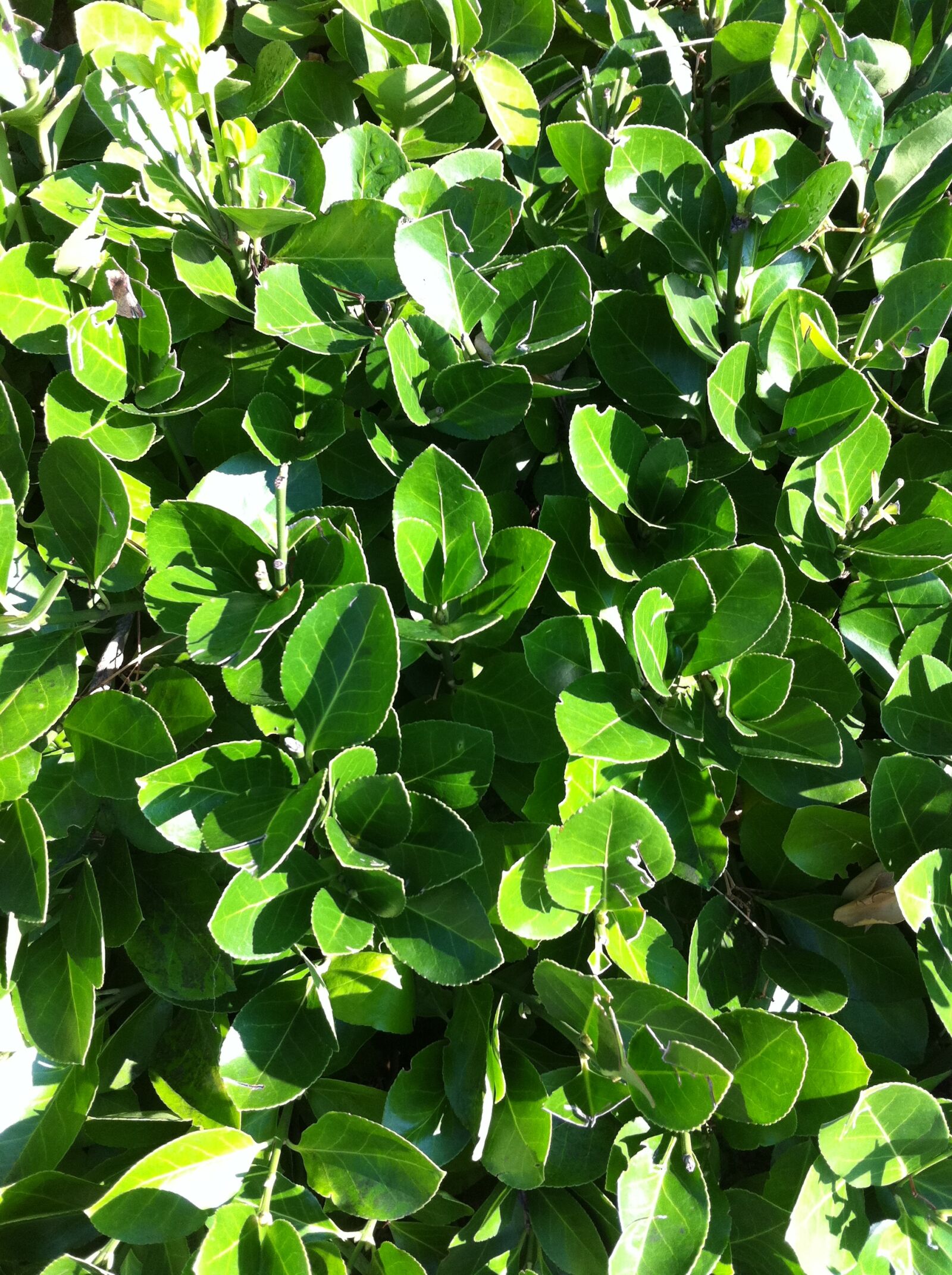 Apple iPhone 4 sample photo