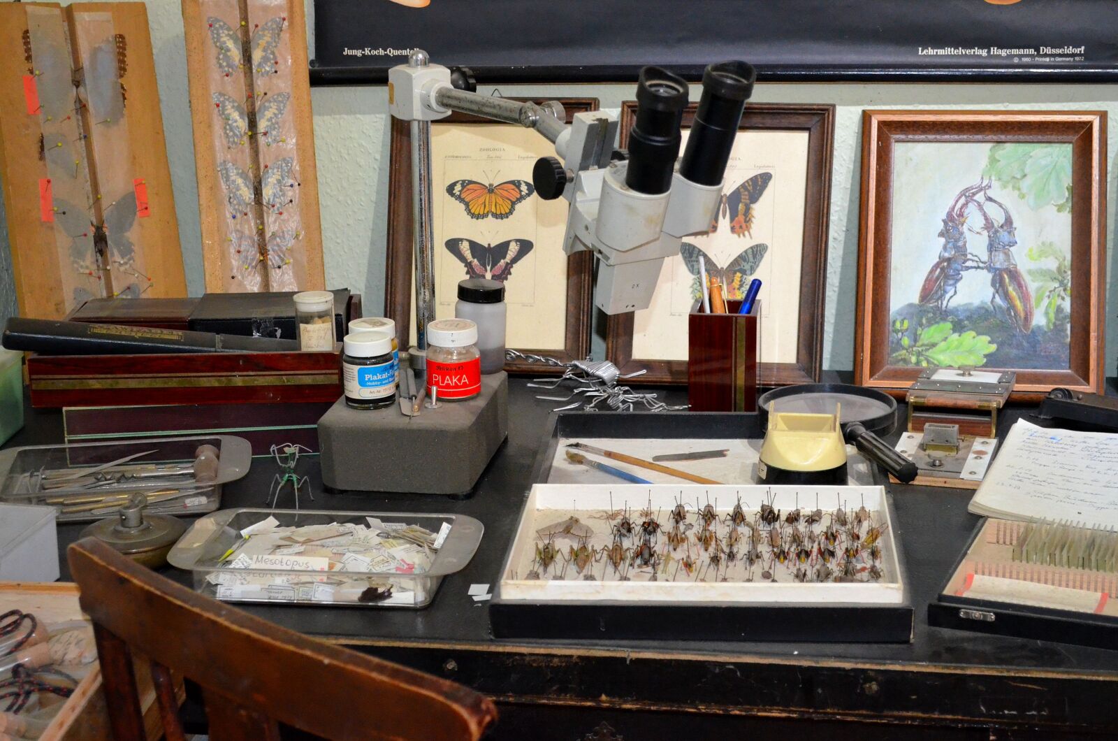 Nikon D5100 sample photo. Prep, butterfly, insect photography