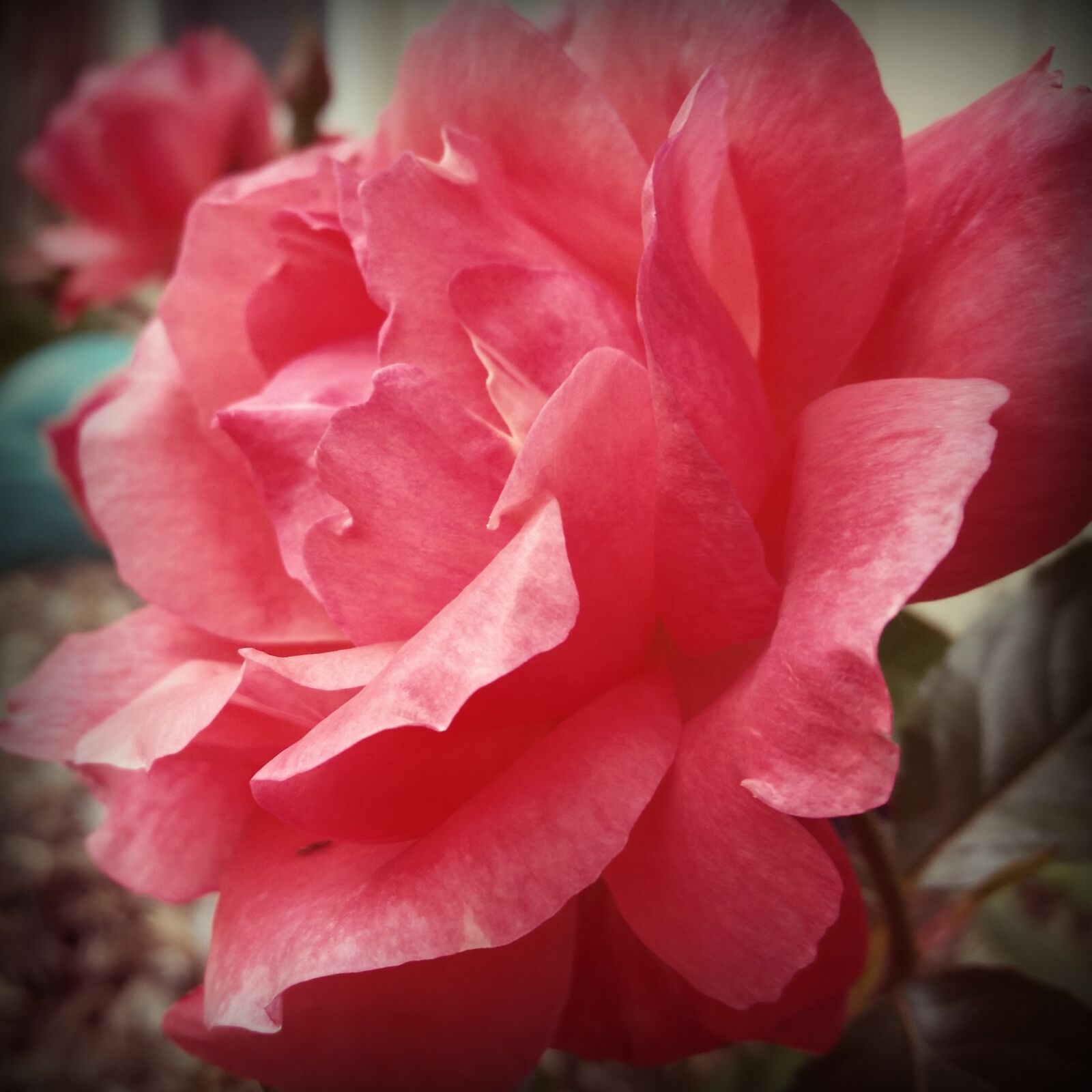 Samsung Galaxy S5 sample photo. Rose, coral, floral photography