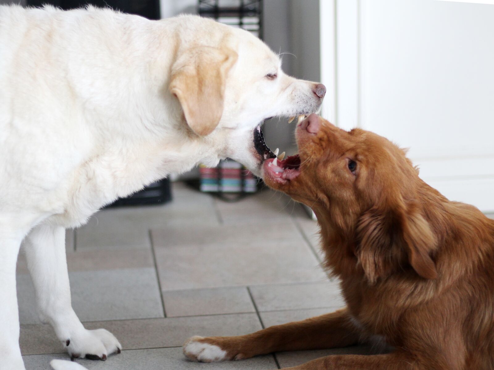 Canon EOS 600D (Rebel EOS T3i / EOS Kiss X5) sample photo. Retrievers, play, dog photography