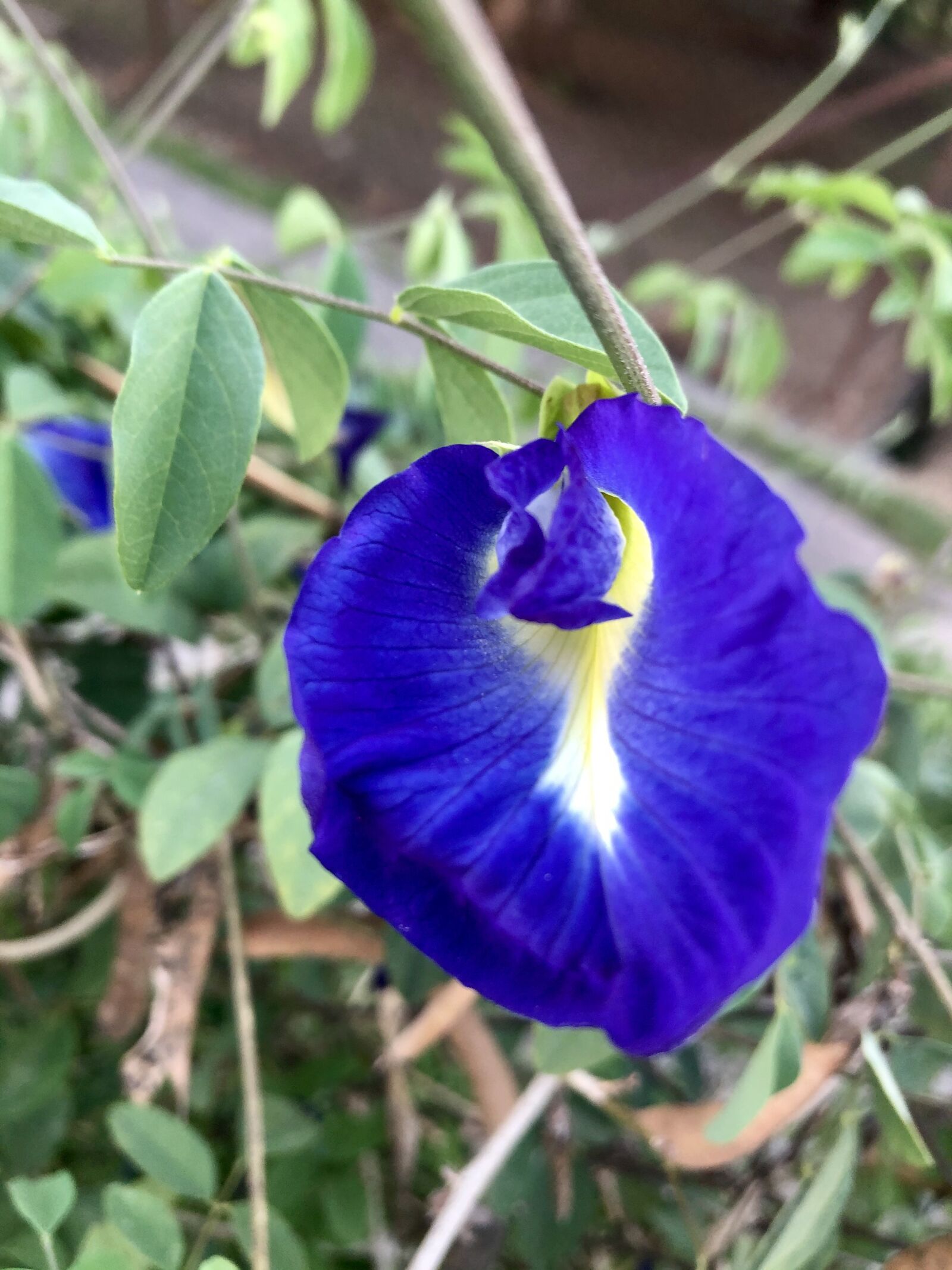 iPhone X back dual camera 4mm f/1.8 sample photo. Butterfly pea, blue, purple photography