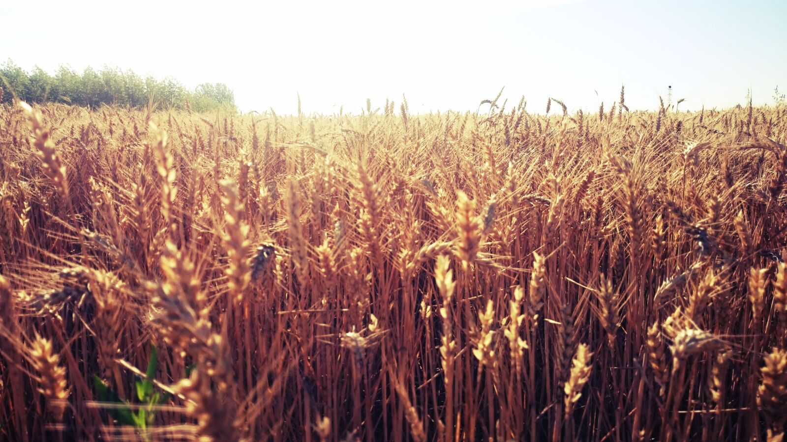 Sony Xperia Z2 sample photo. Field, castilla, sunset photography