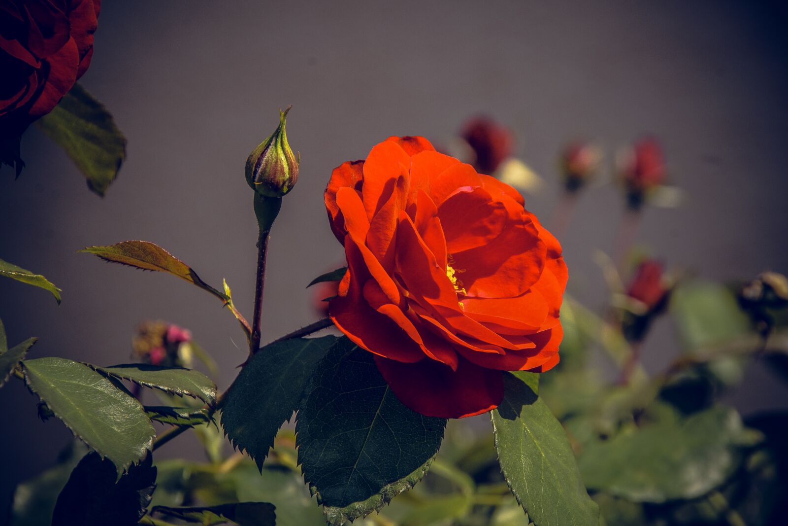 Sony ILCA-77M2 sample photo. Rose, blossom, bloom photography