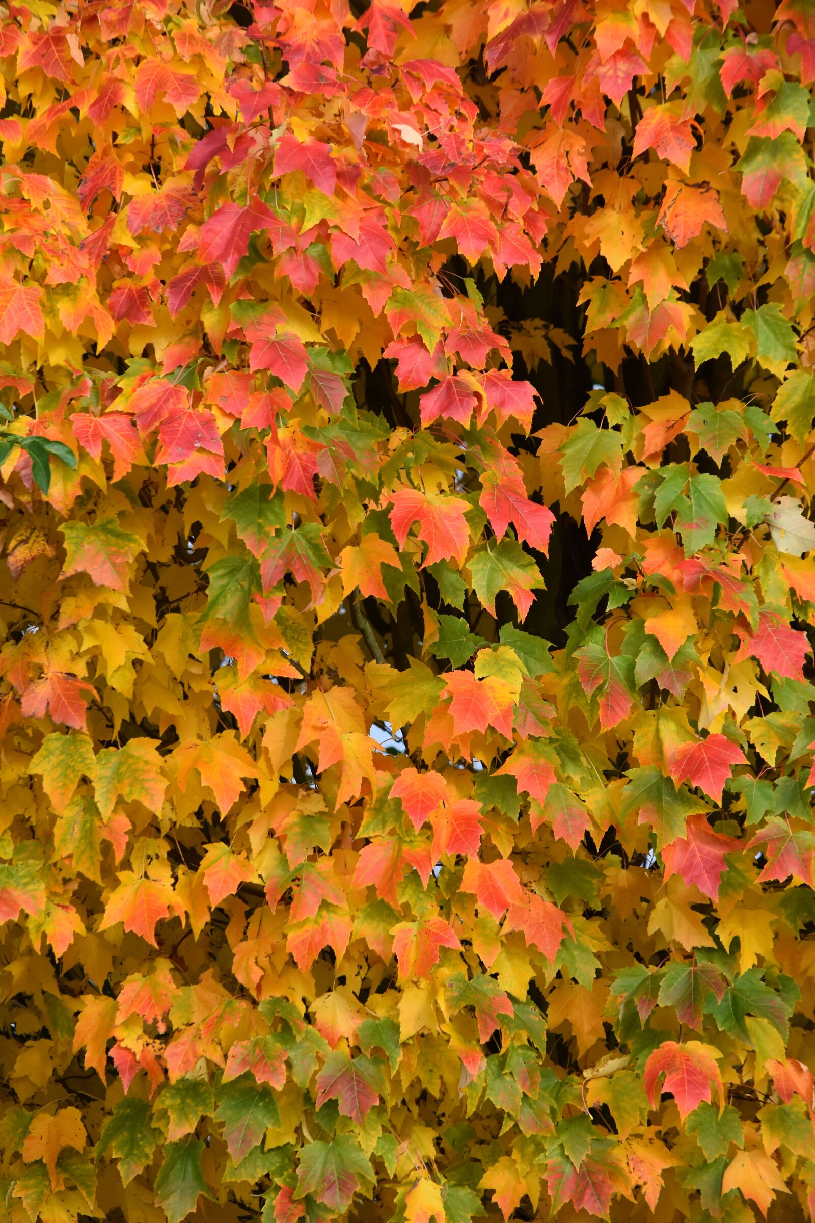 Nikon D7200 sample photo. Autumn, colors, leaves photography