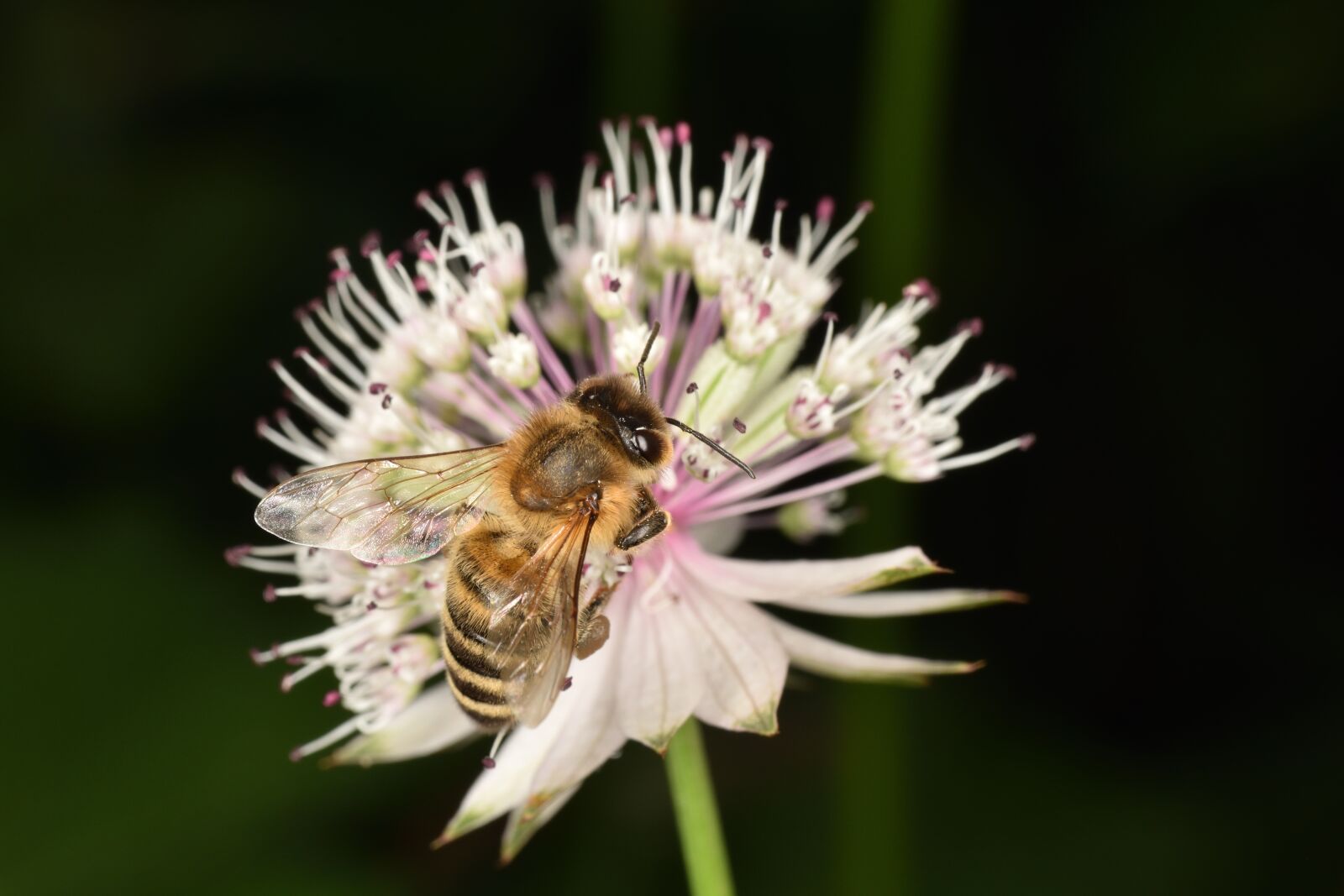 Nikon D7200 sample photo. Bee, flower, pollen photography