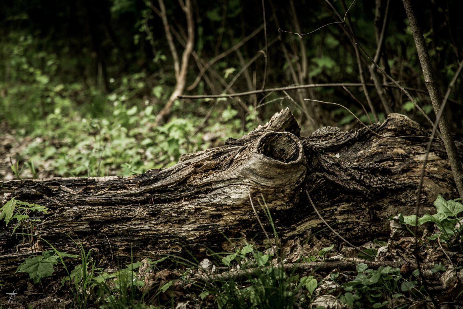 Canon EF 24-105mm F4L IS USM sample photo. Nature, lake, photography photography