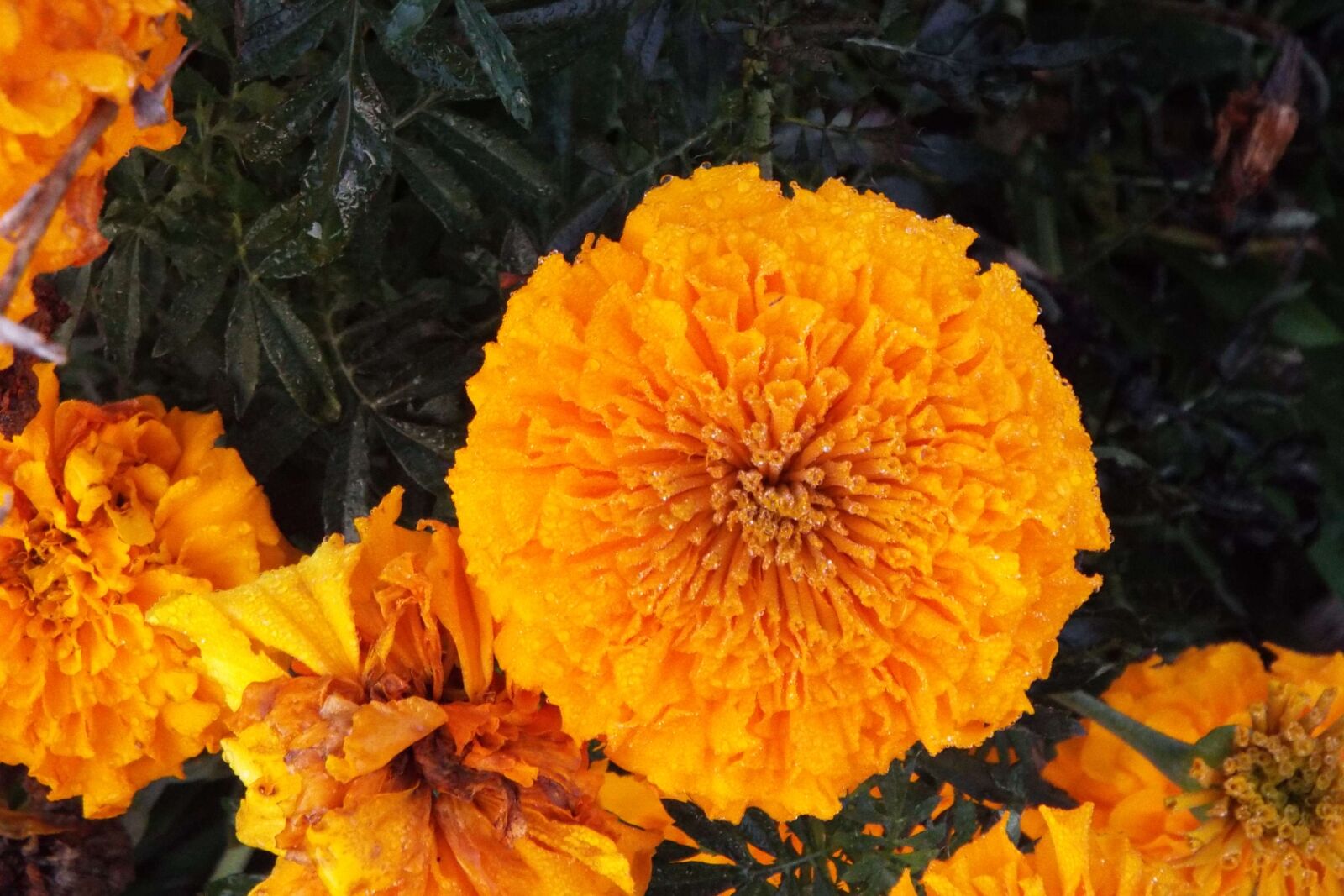 Fujifilm FinePix S9900W S9950W sample photo. Flower, marigold, garden photography
