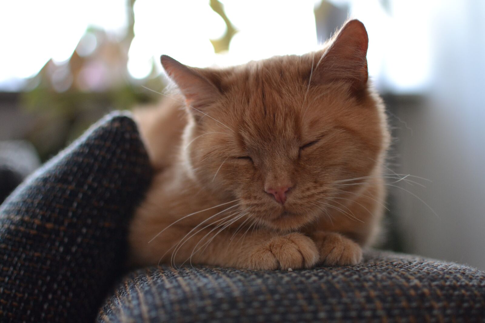 Nikon D3100 sample photo. Cat, ginger, sleeping photography