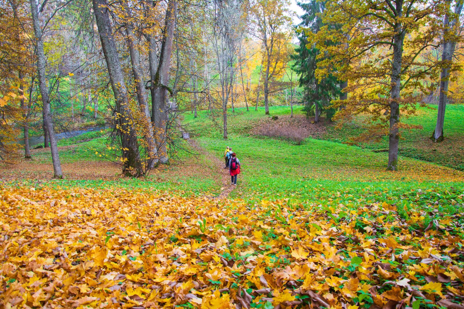 Nikon D5200 sample photo. Autumn, hikers, forest photography
