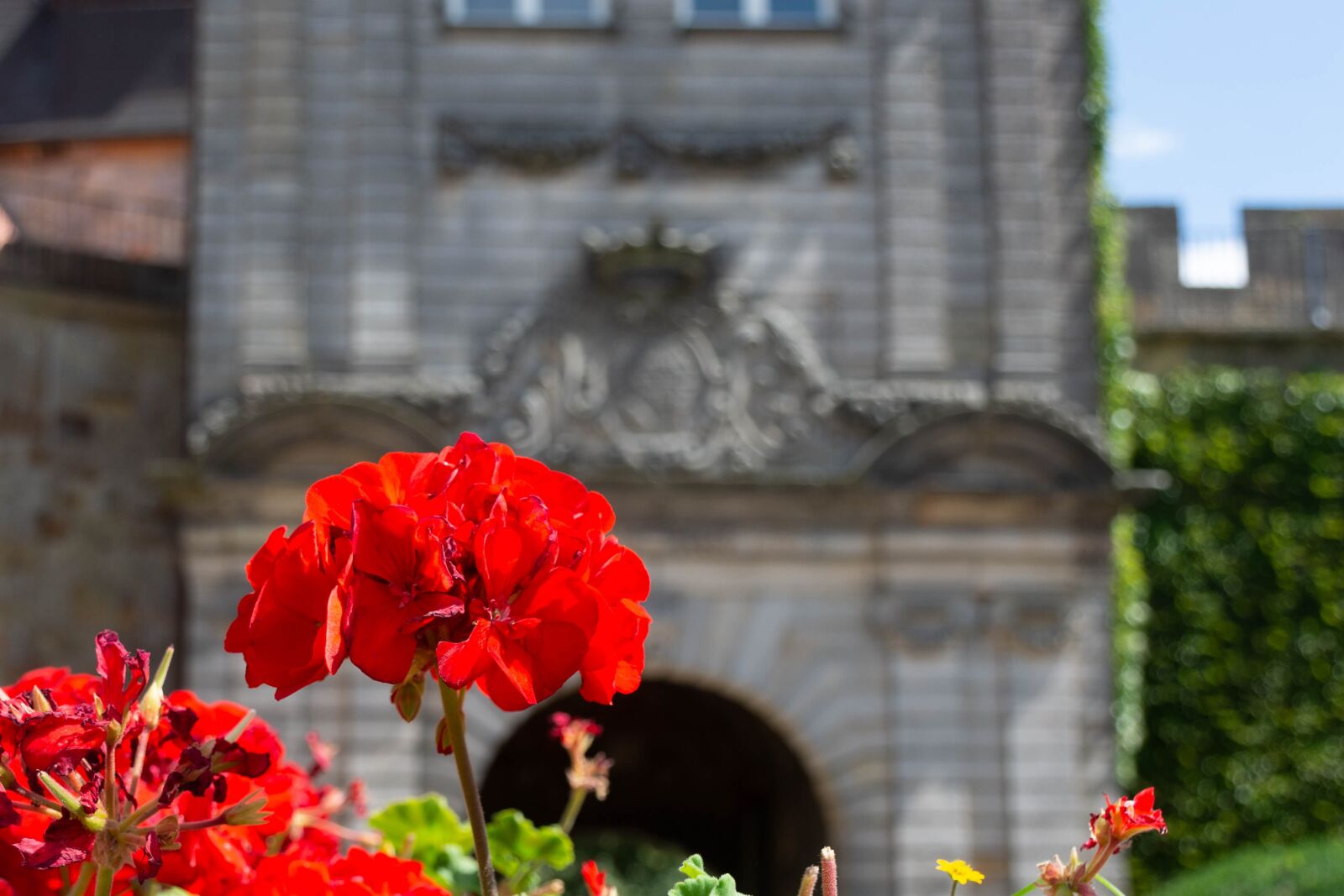 Nikon D7200 sample photo. Castle, flower, history photography