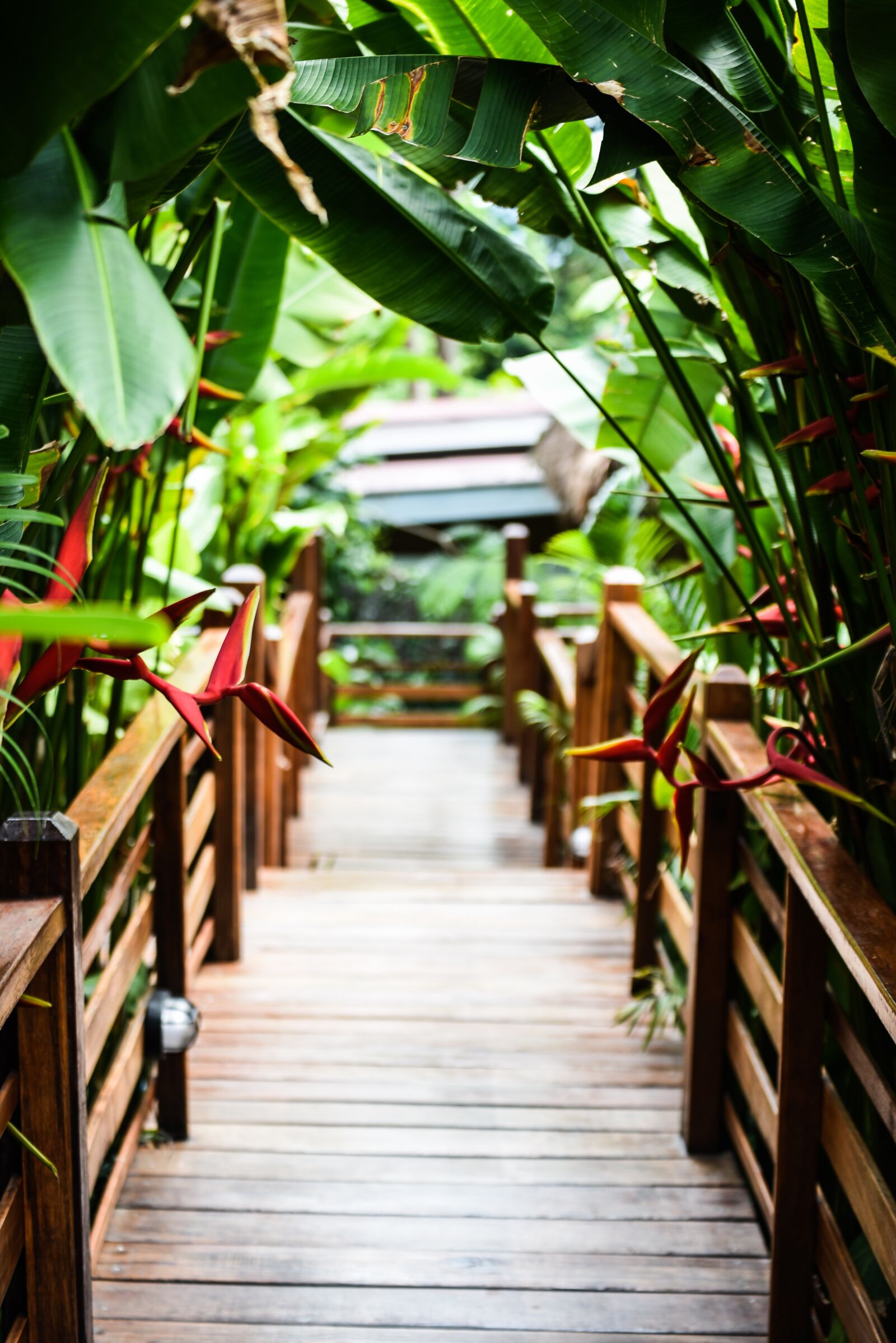 Nikon D750 sample photo. Thailand, asia, nature photography