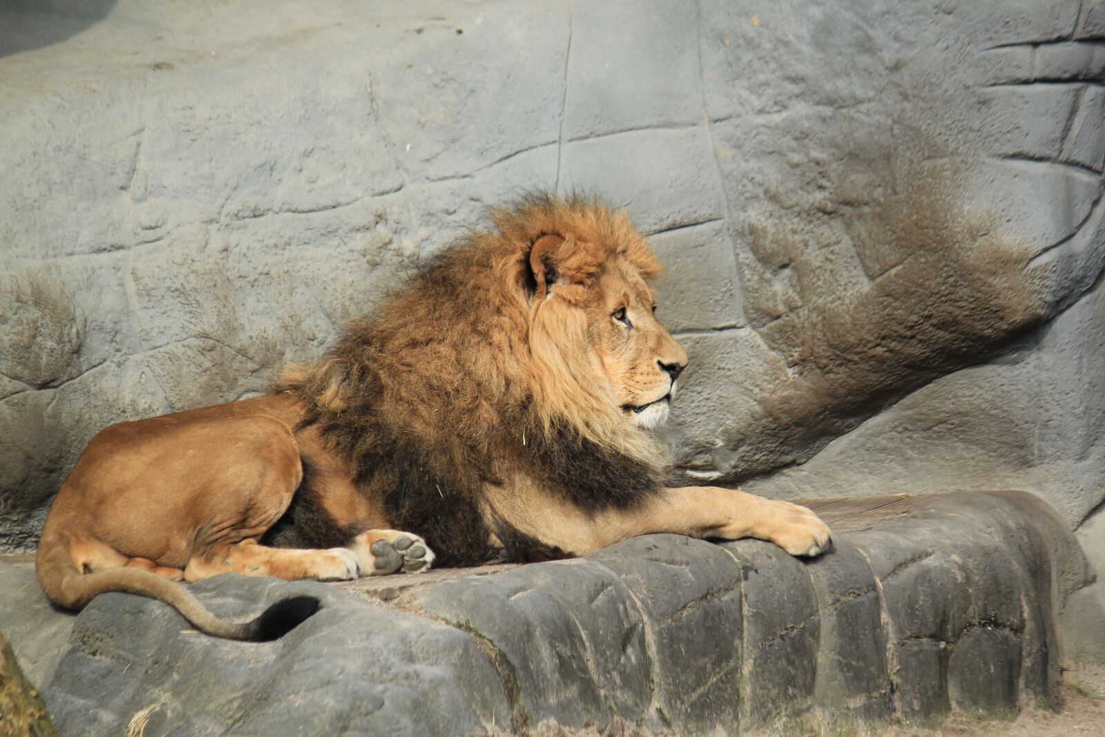 Canon EOS 550D (EOS Rebel T2i / EOS Kiss X4) sample photo. Lion, animal, zoo photography