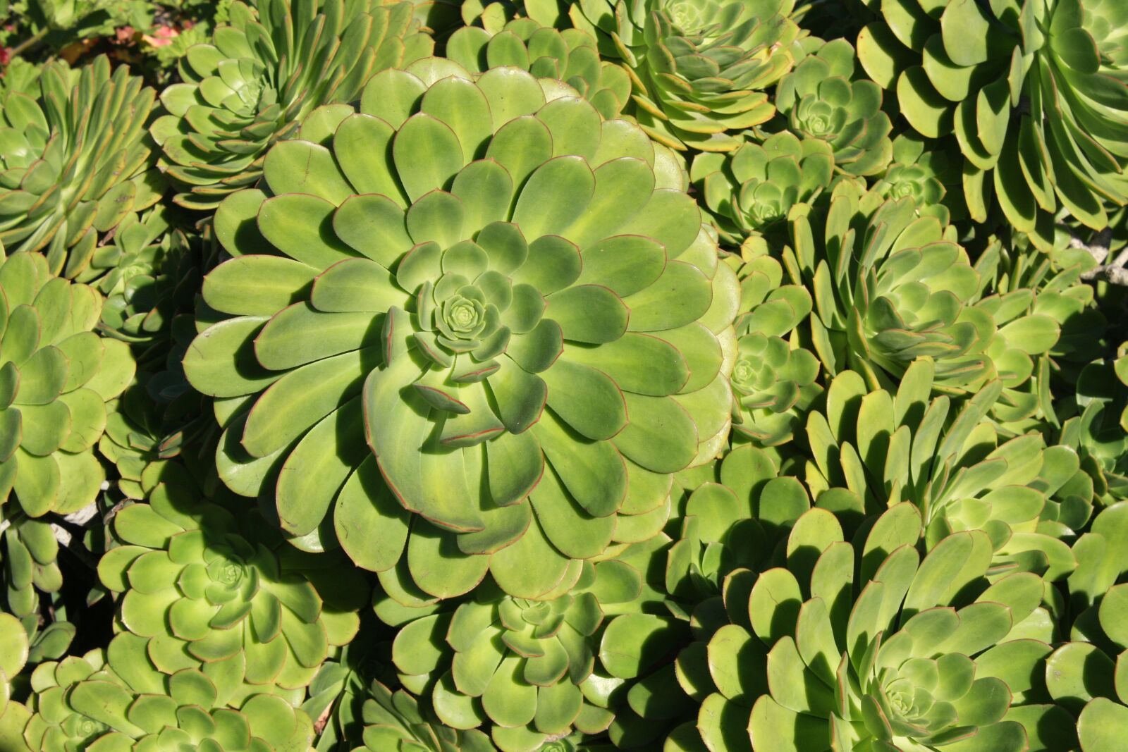 Canon EOS 40D sample photo. Green, succulent, plant photography