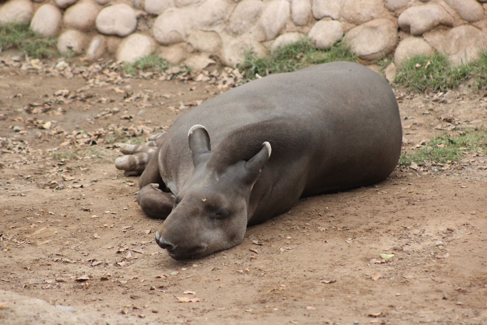 Canon EF 75-300mm f/4-5.6 sample photo. Tapir, jungle, zoo photography