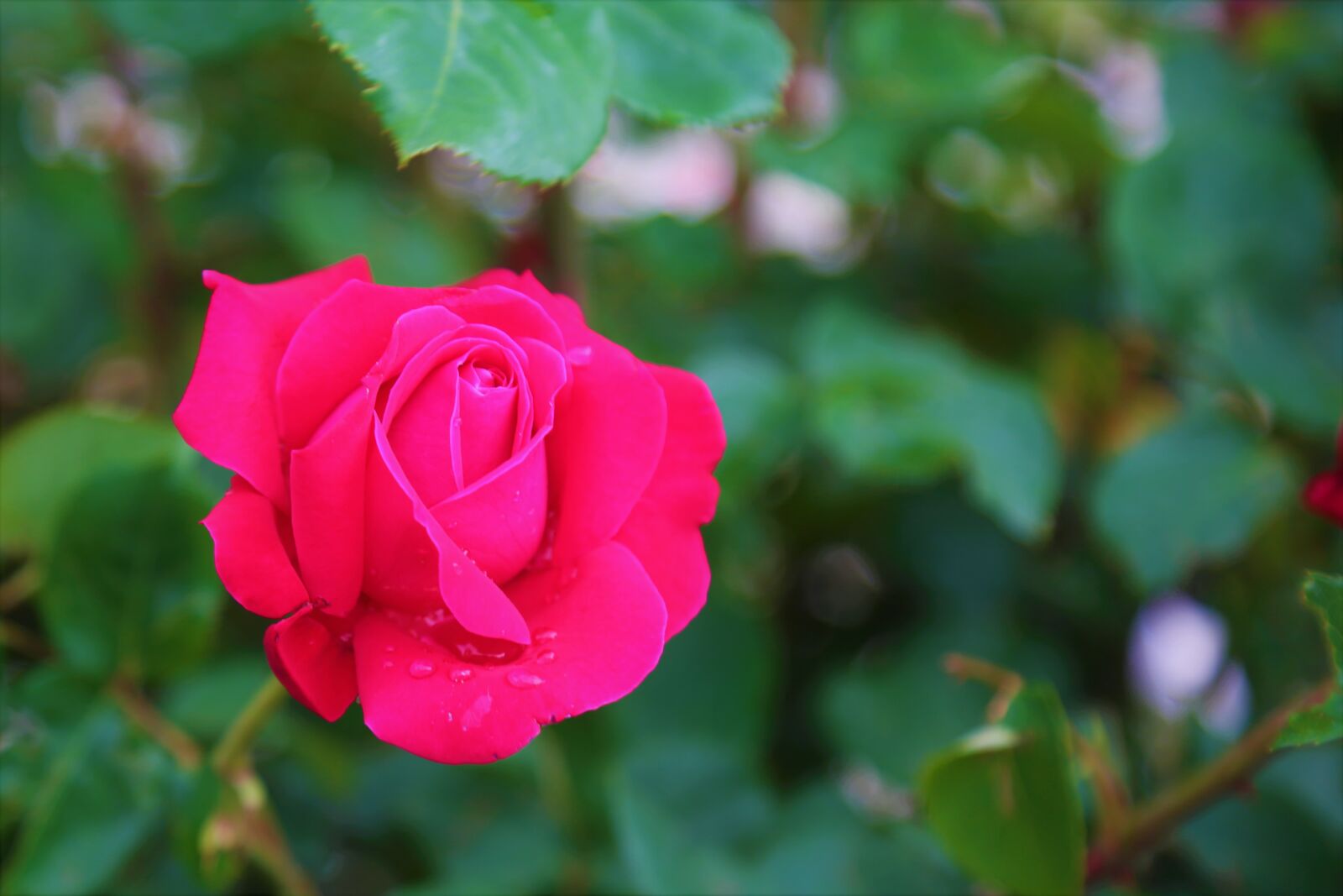 Canon EF 24-105mm F4L IS USM sample photo. Rose, pink, beautiful photography
