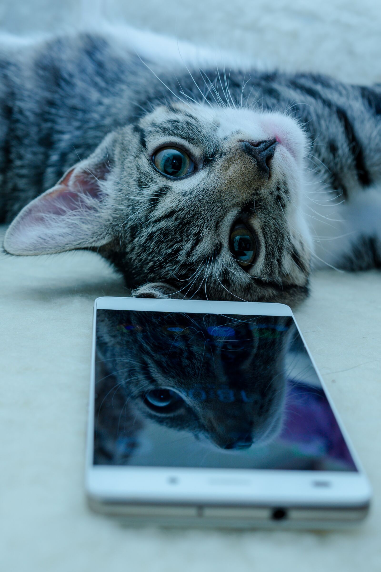 Sony a6000 sample photo. Cat, small, mackerel photography