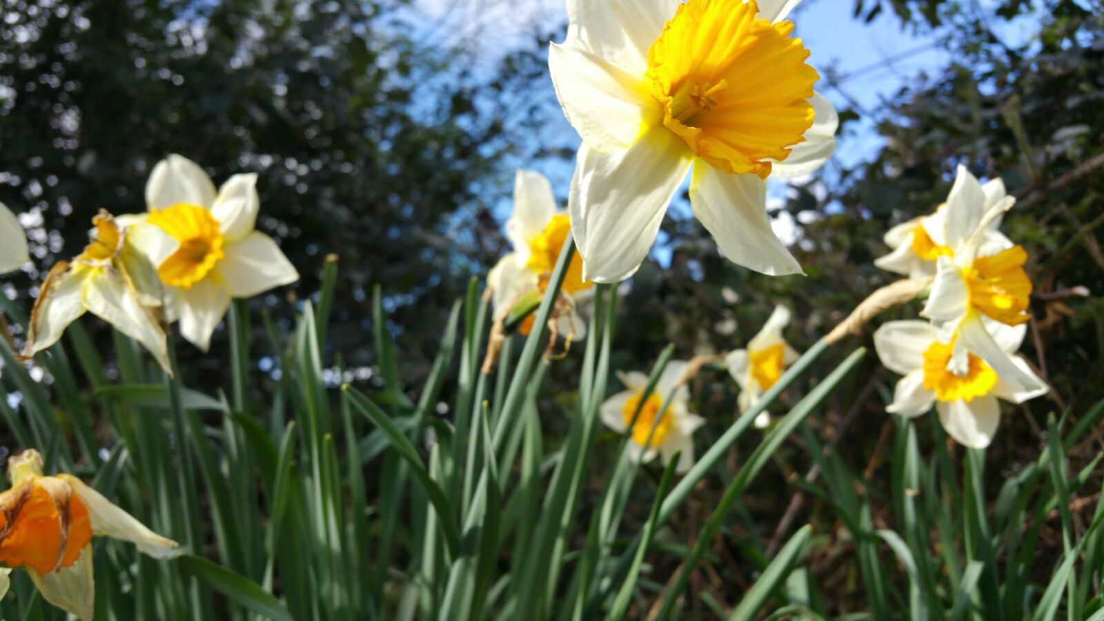 Samsung Galaxy Note4 sample photo. Daffodil, spring, season photography