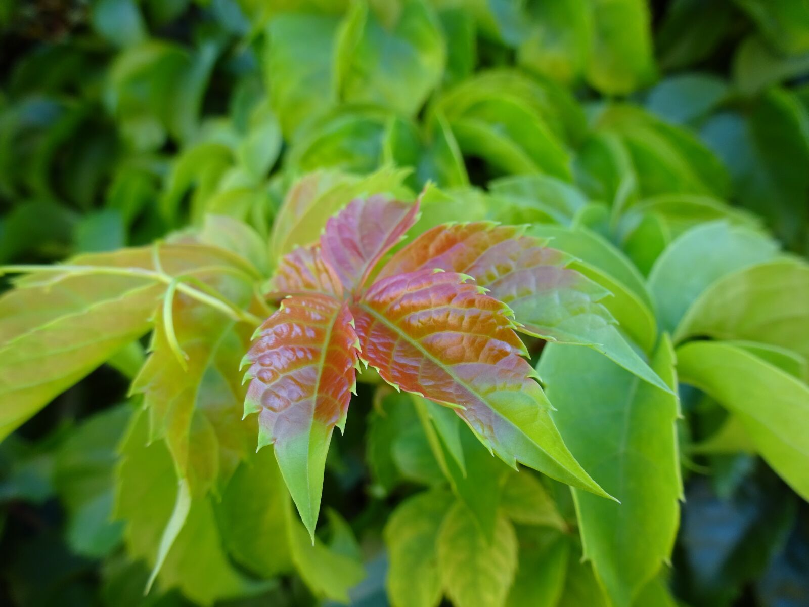Sony Cyber-shot DSC-WX350 sample photo. Leaf, green, plant photography