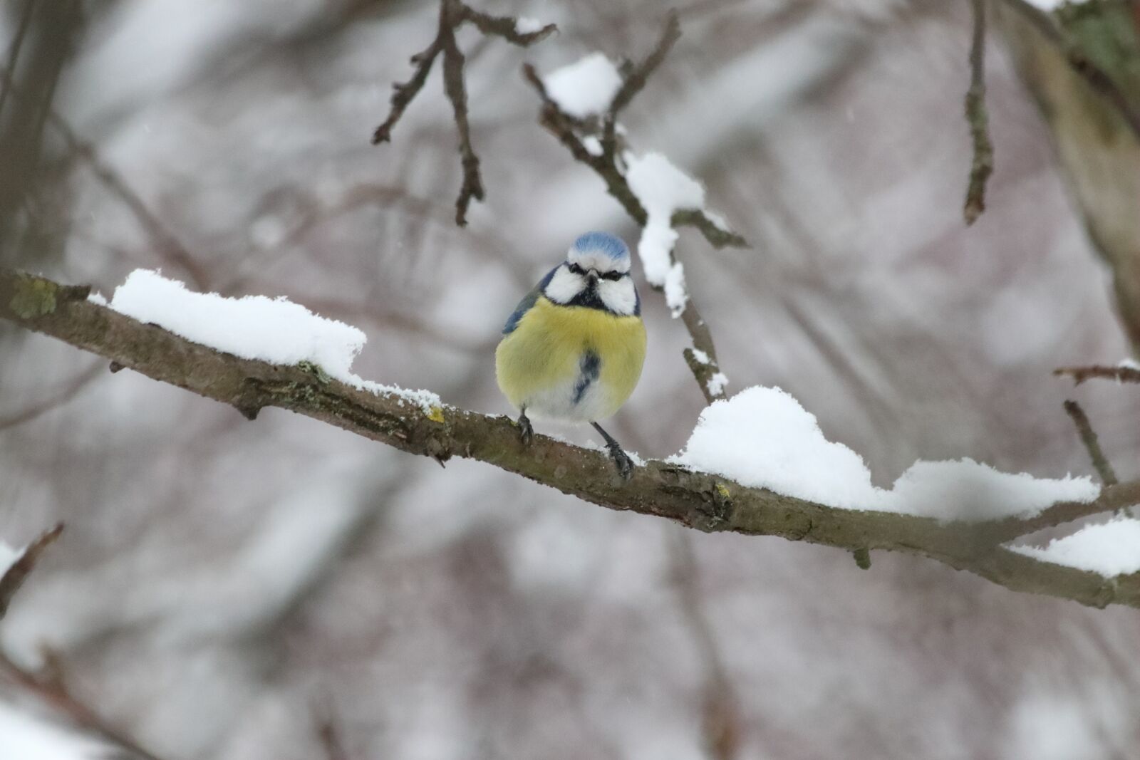 Canon EOS 77D (EOS 9000D / EOS 770D) + Canon EF 70-300mm F4-5.6 IS USM sample photo. Nature, tree, bird photography