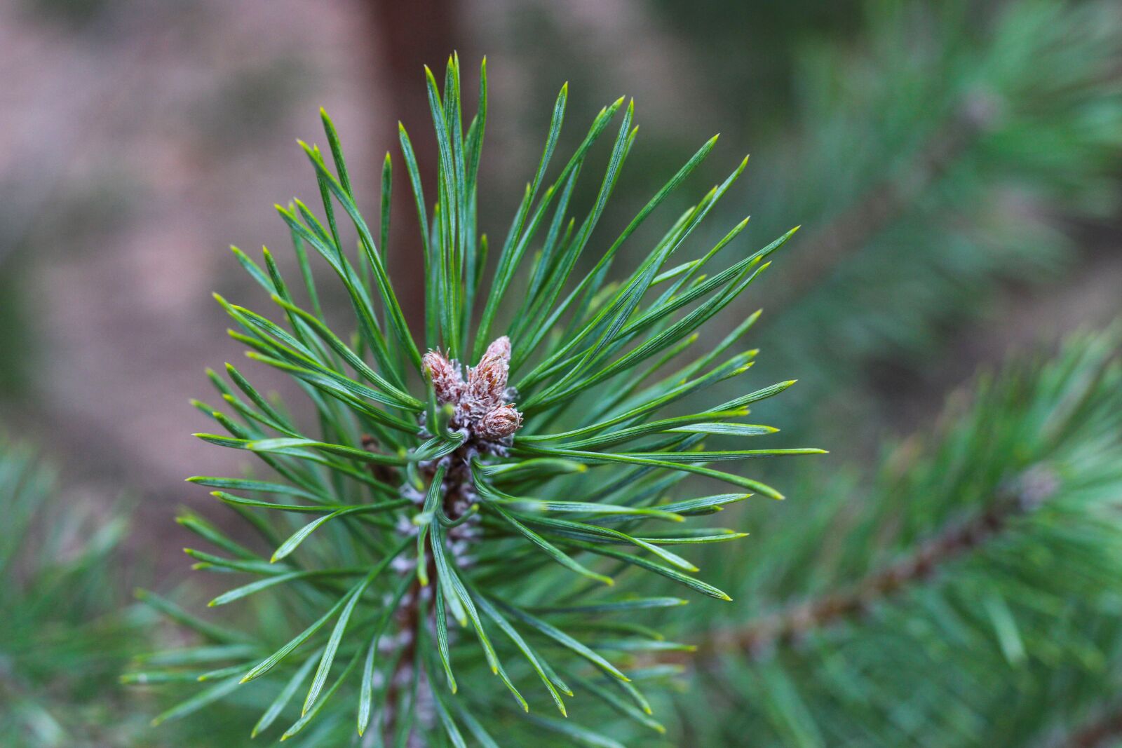 Canon EOS 700D (EOS Rebel T5i / EOS Kiss X7i) + Canon EF 50mm F1.8 STM sample photo. Fir tree, pine needles photography
