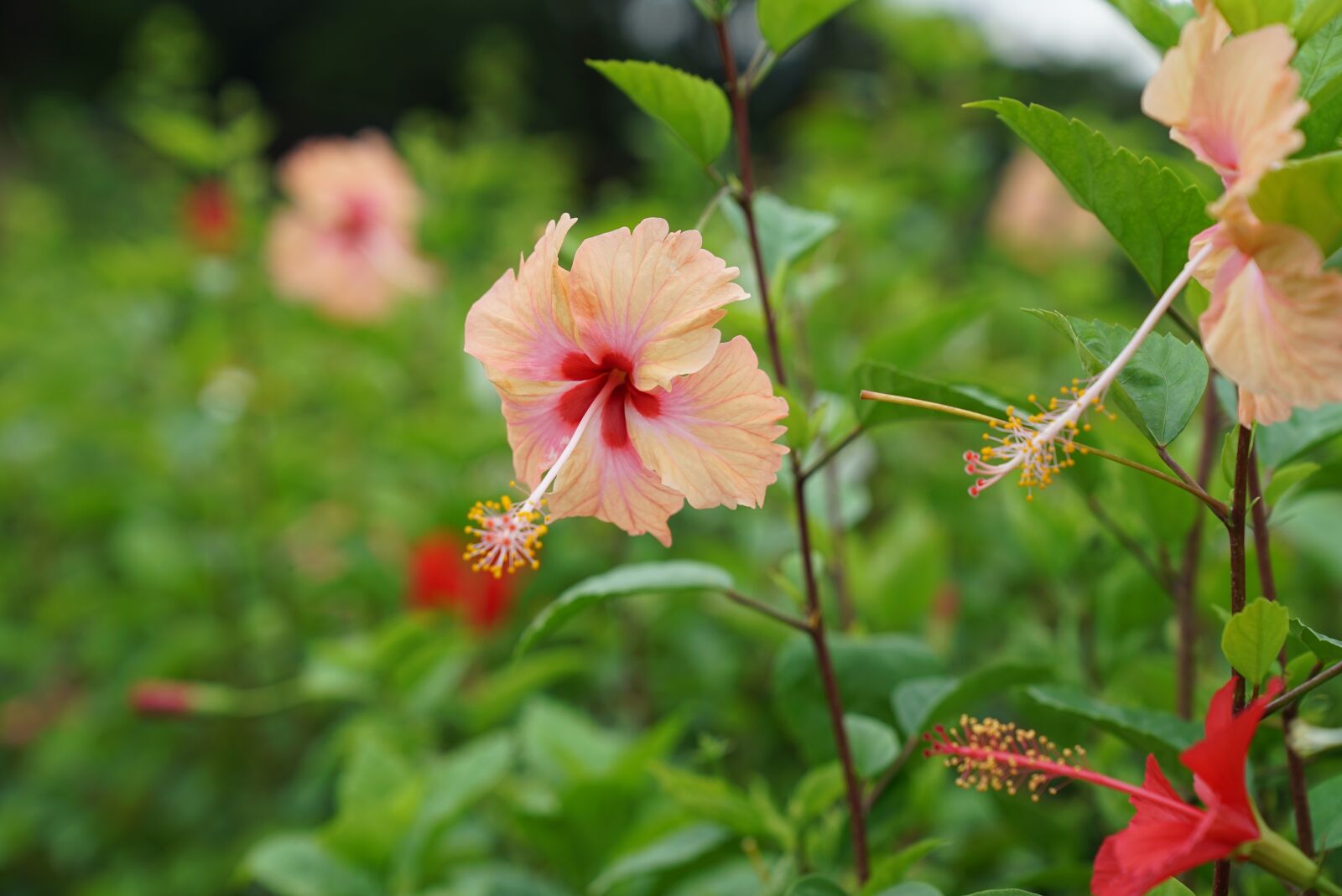 Sony a7S + Sony FE 24-70mm F2.8 GM sample photo. Hibiscus, tropical, hibisceae photography