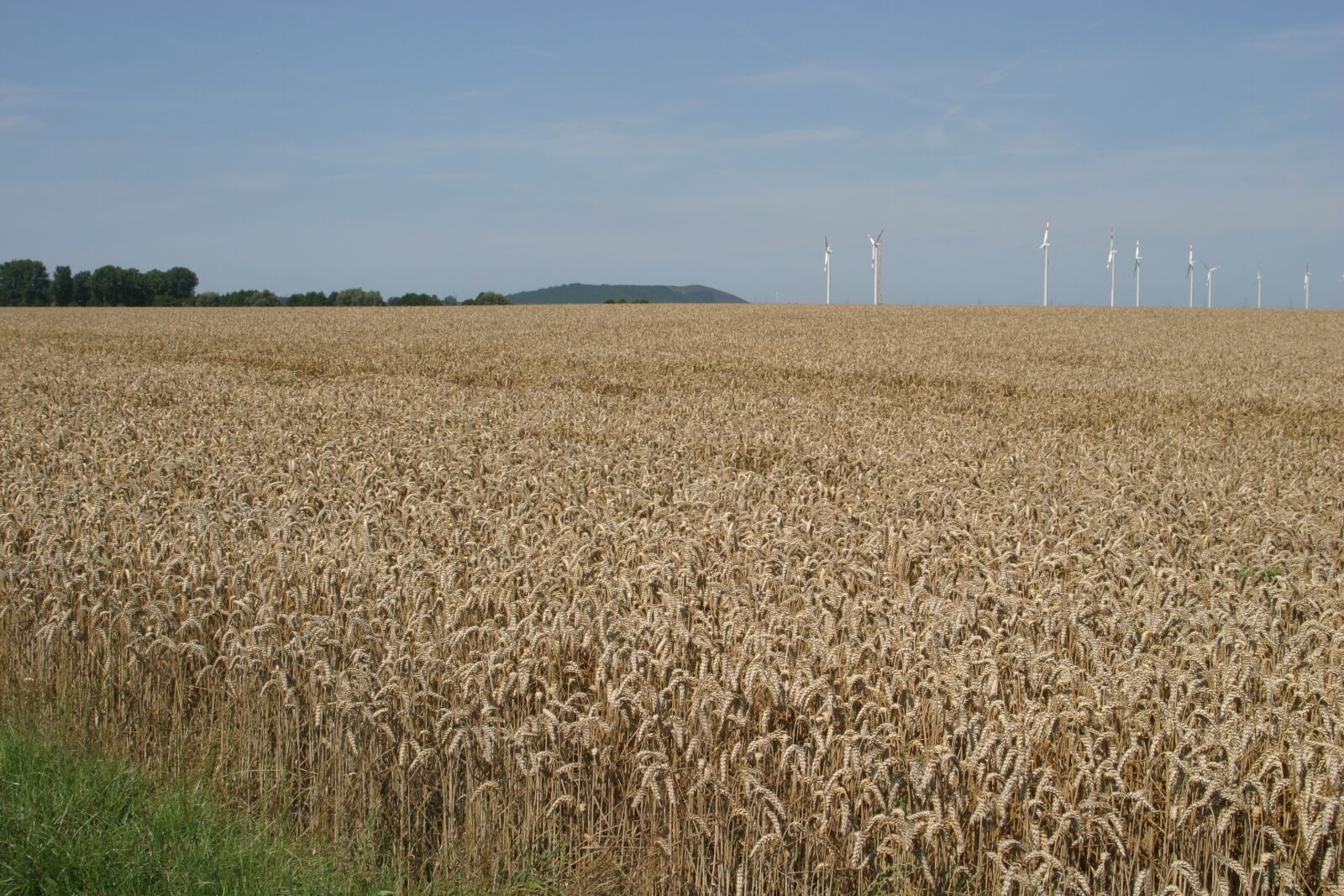 Canon EOS 10D sample photo. Grain, field, cereals photography