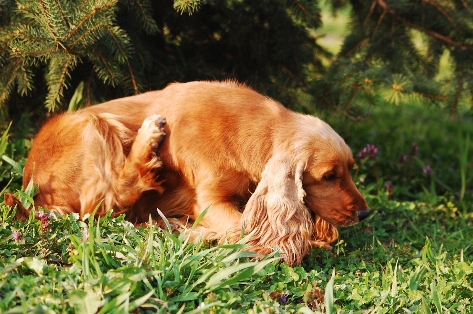 Nikon D40 sample photo. Dog, doggy, animal photography