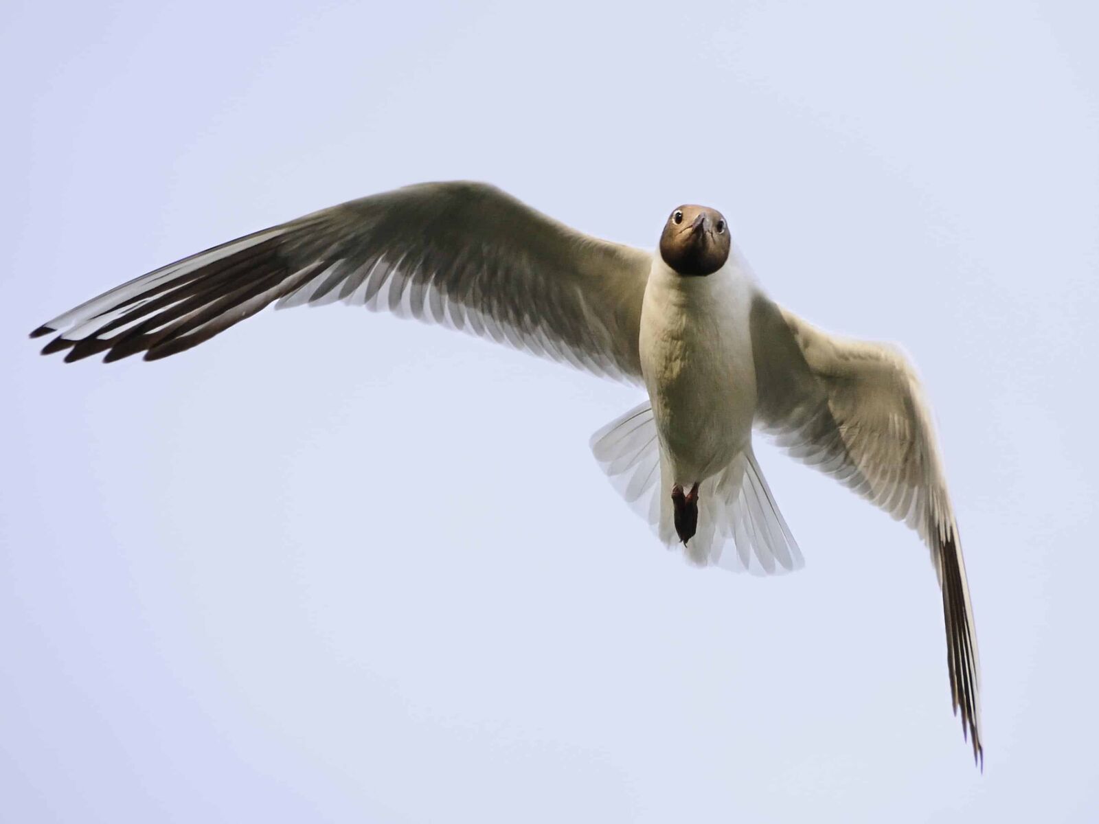 Nikon D300 sample photo. Wildlife, flight, animal, bird photography