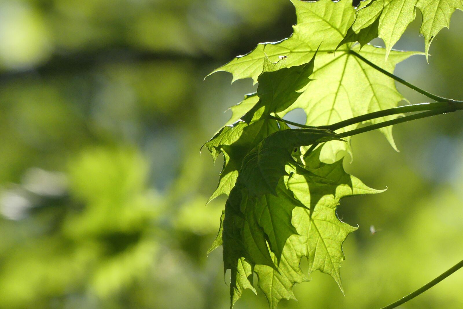 Panasonic Lumix DMC-FZ300 sample photo. Leaf, nature, plant photography