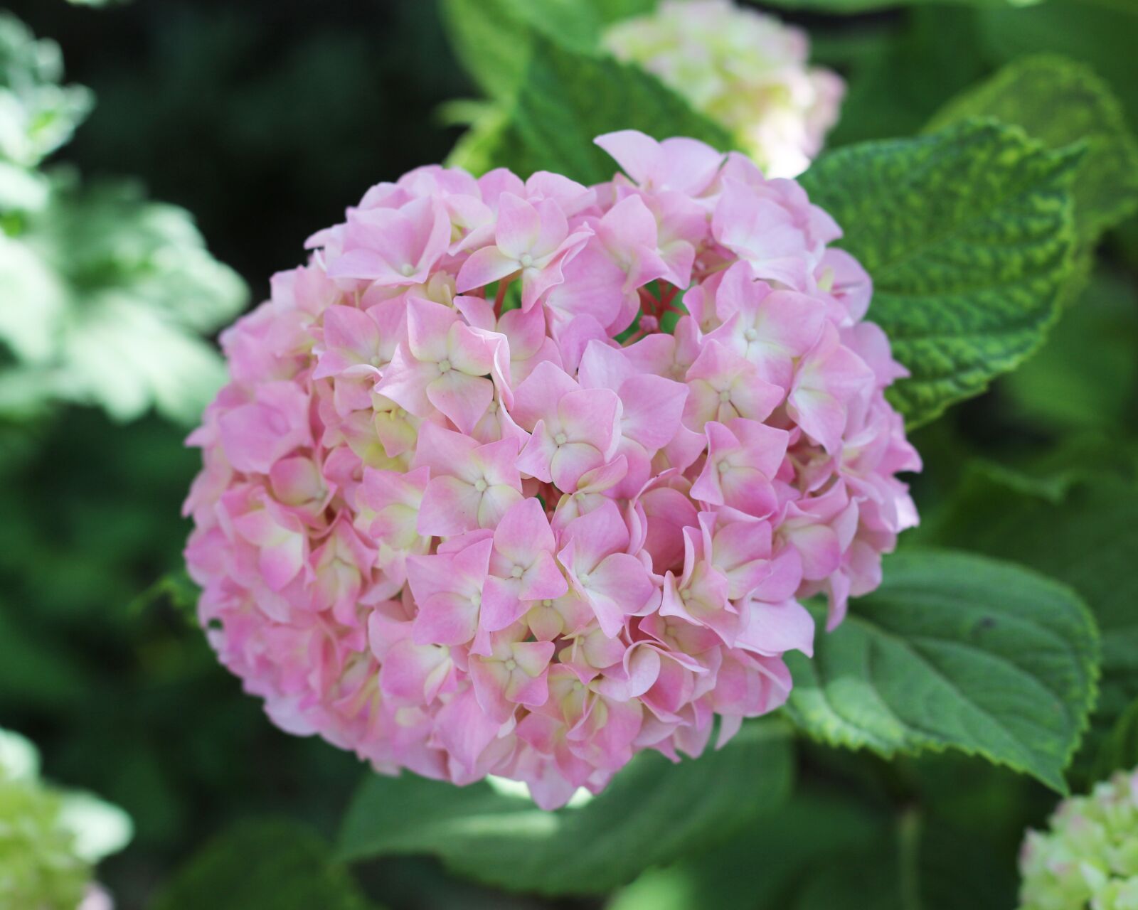 Canon EOS 700D (EOS Rebel T5i / EOS Kiss X7i) sample photo. Pale pink, pink, pink photography