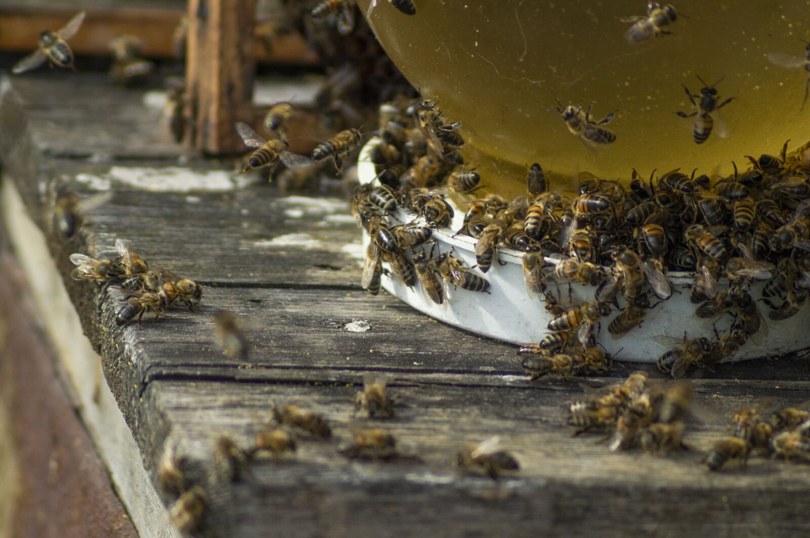 Sony SLT-A37 sample photo. Bees, bee, apiary photography