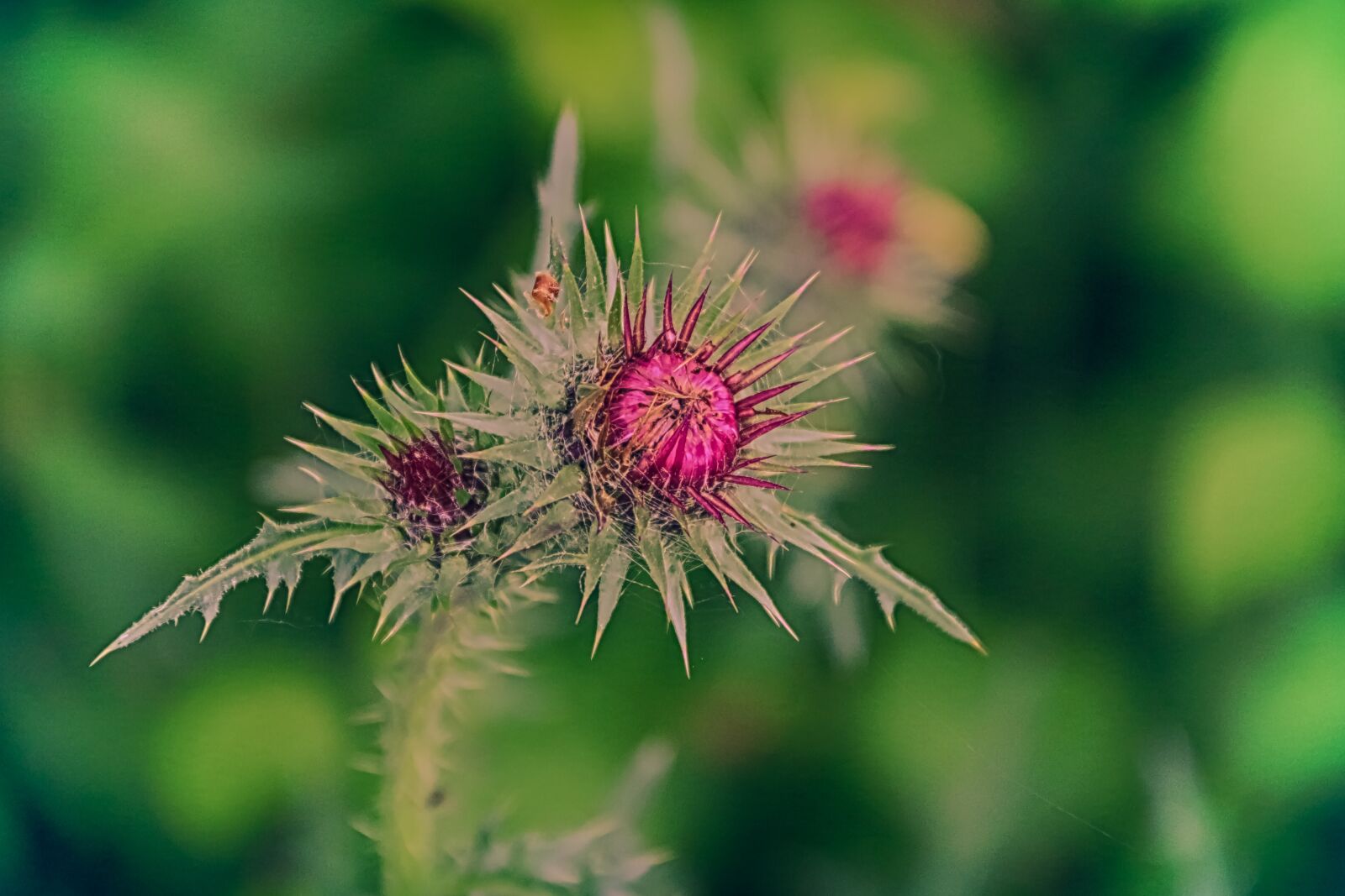 Canon EOS 70D + Canon EF-S 18-200mm F3.5-5.6 IS sample photo. Flowers, thistles, heart photography