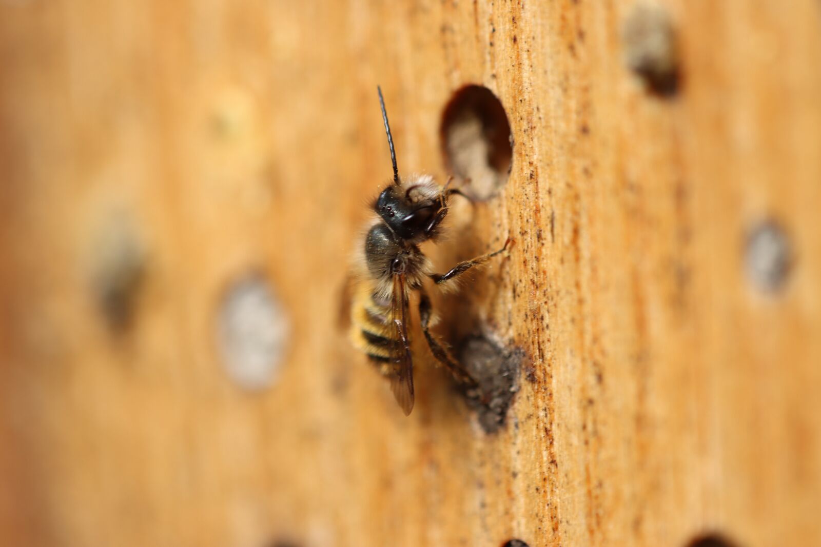 Canon EOS 90D sample photo. Wild bee, bio, insect photography