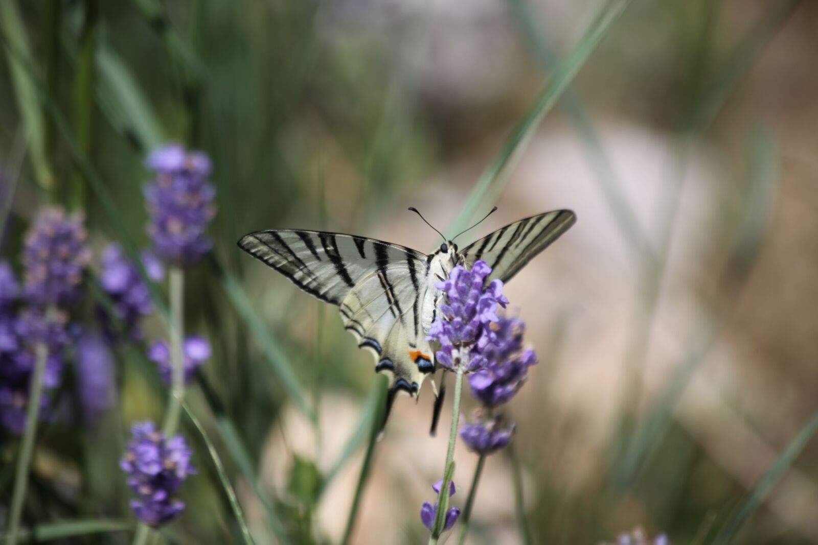 Canon EOS 5D Mark II sample photo. Butterfly, flower, bug photography