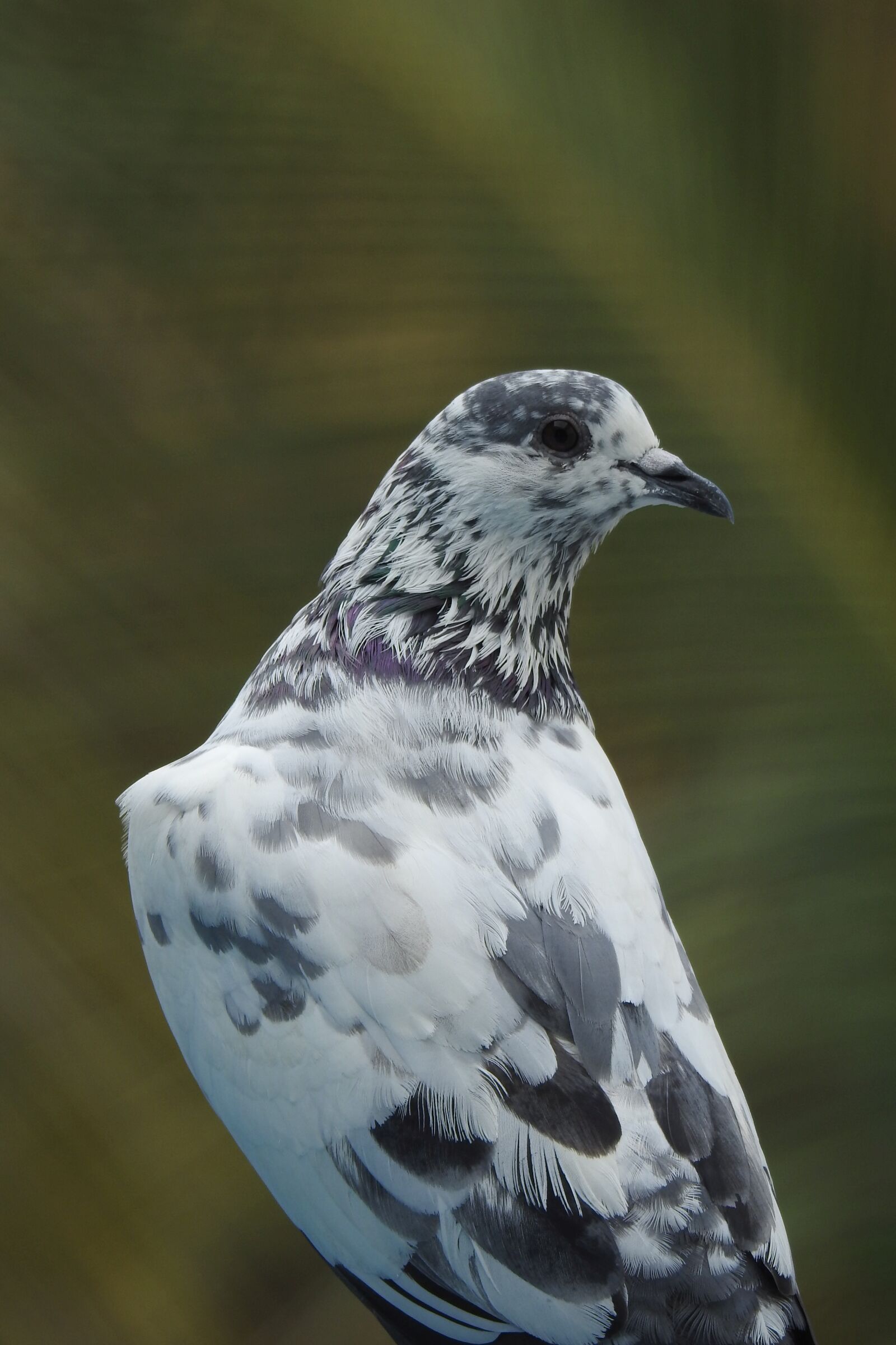 Nikon Coolpix P900 sample photo. Pigeon, bird, black-white photography