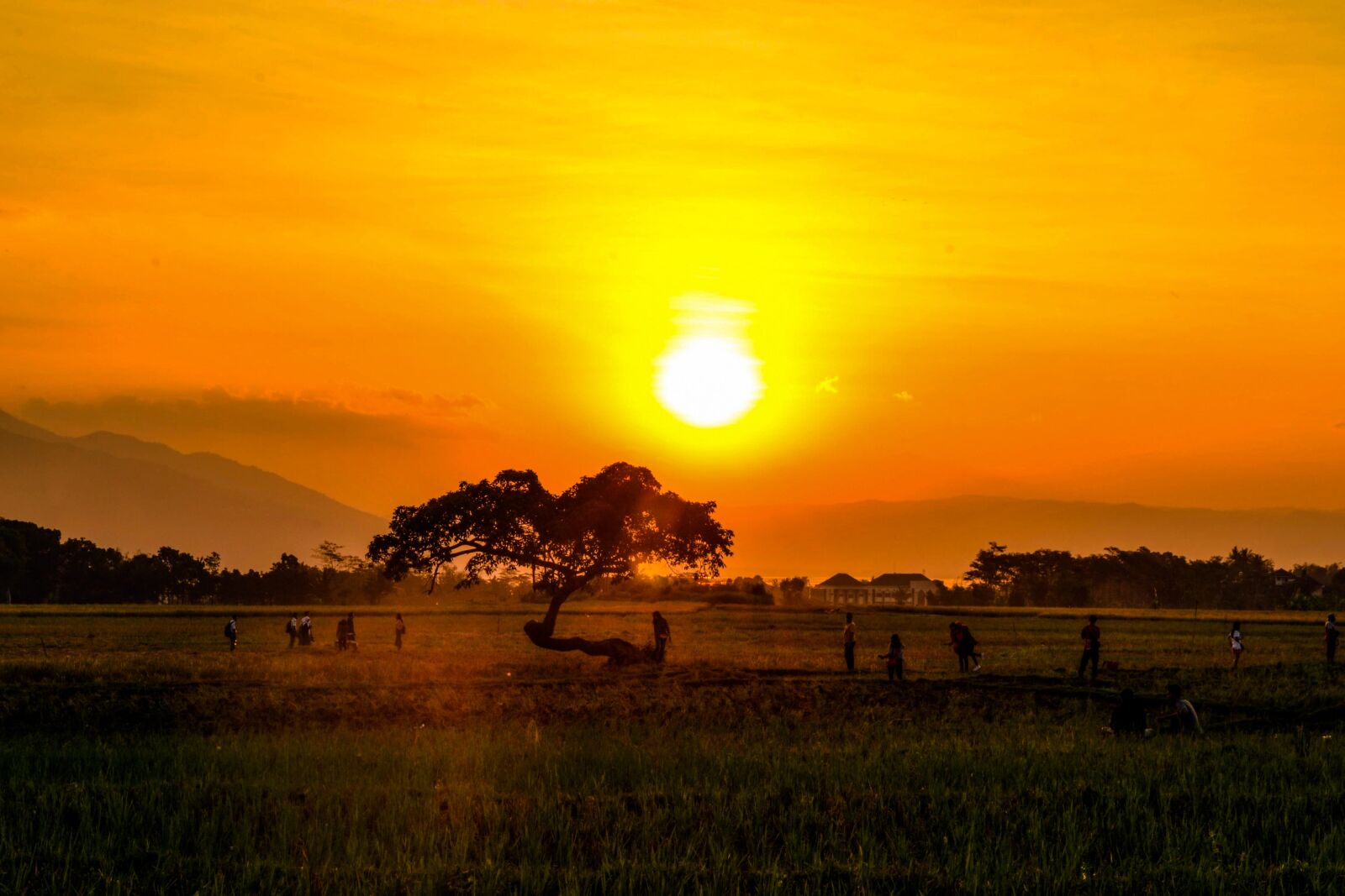 Nikon D3100 sample photo. Sunset, summer, tree photography