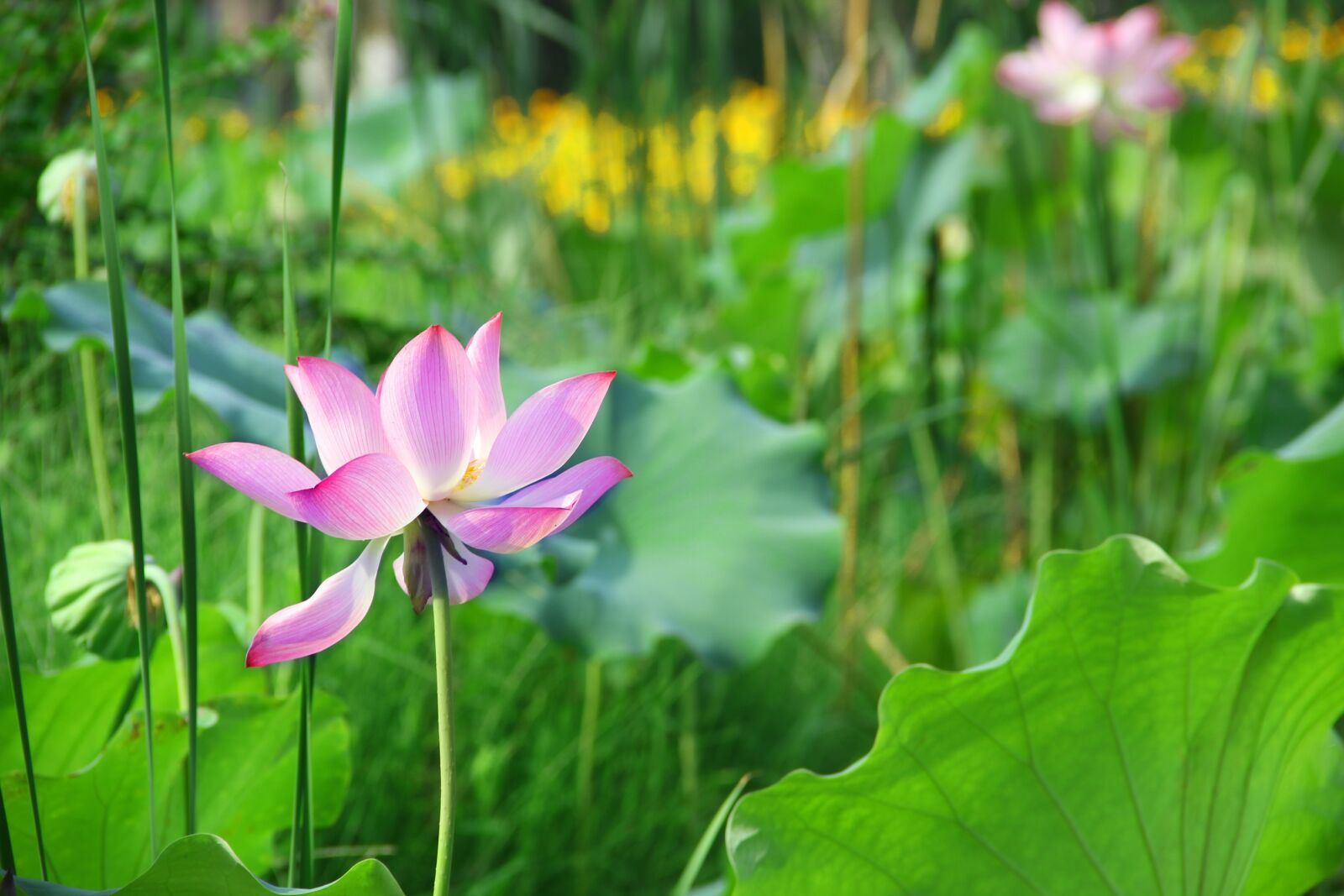 Canon EF-S 18-135mm F3.5-5.6 IS sample photo. Lotus, summer photography