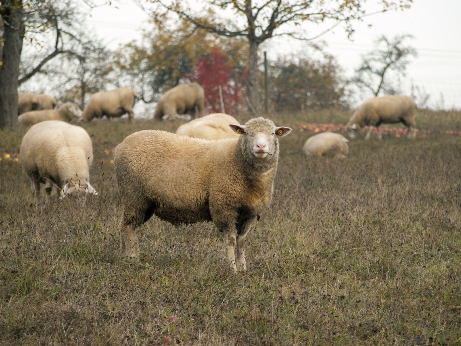 Olympus E-510 (EVOLT E-510) sample photo. Sheep, pasture, meadow photography