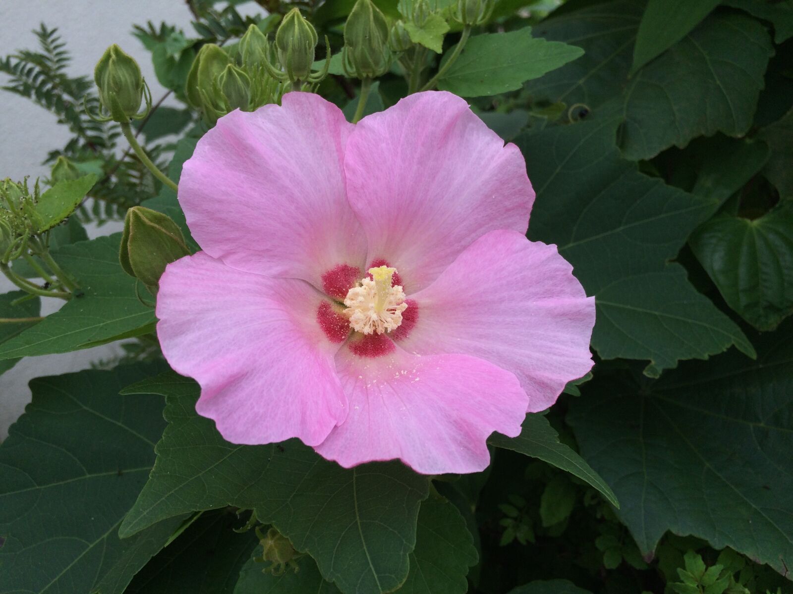 iPhone 5s back camera 4.15mm f/2.2 sample photo. Furong, pink, brilliant photography