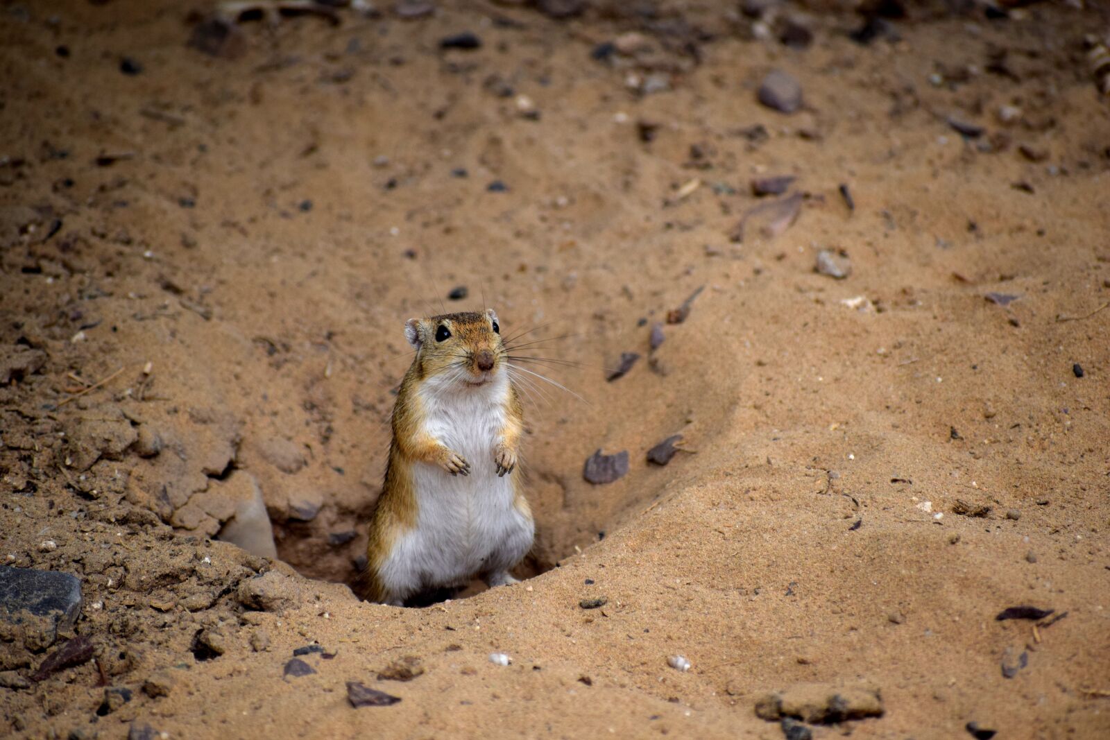 Nikon D3300 sample photo. Desert, animal, nature photography