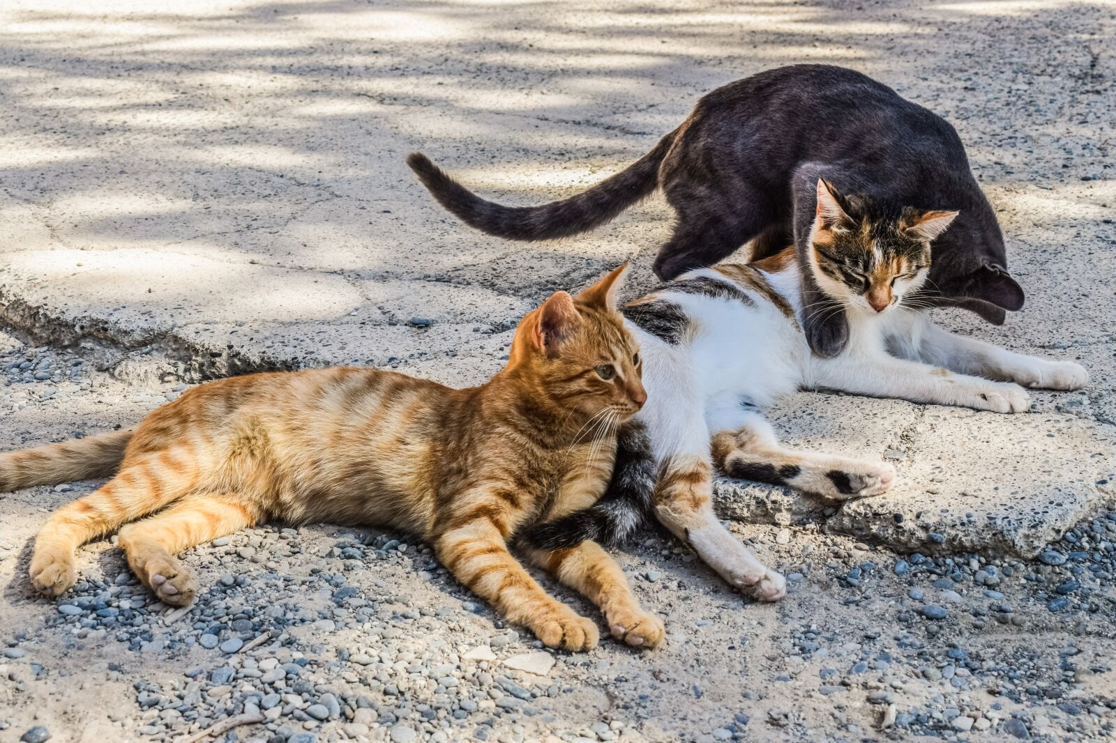 Nikon D3300 sample photo. Cats, stray, outdoor photography