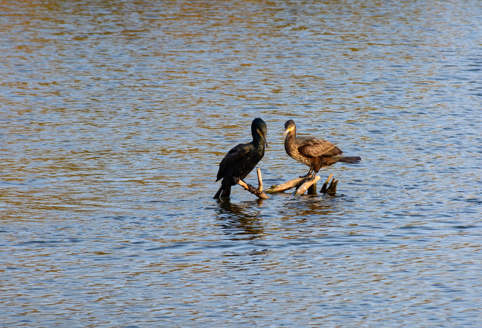 Nikon D7100 sample photo. Nature, ducks, birds photography