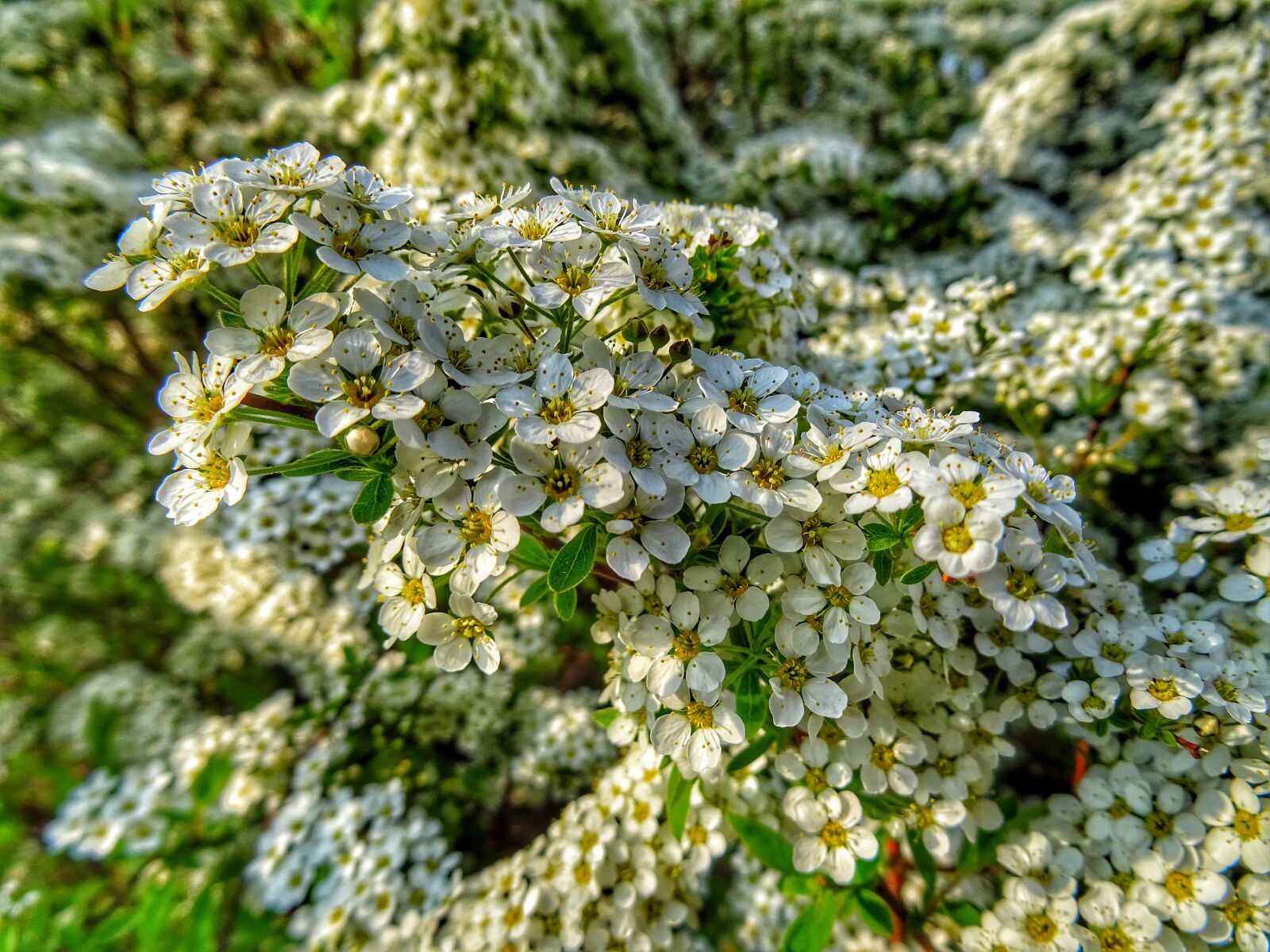 Sony DSC-HX60 sample photo. Pflanzen, blüten, flowers photography