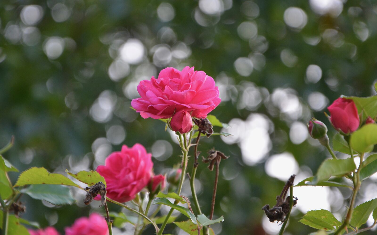 Nikon D5200 sample photo. Rosebush, roses, climbing rose photography