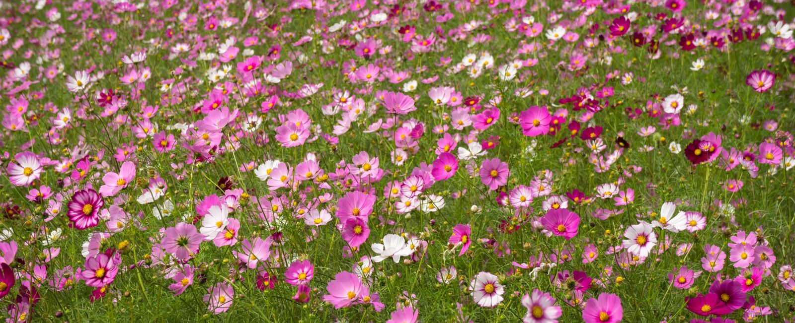 Sony Alpha NEX-5N sample photo. Cosmos, flowers, plants photography