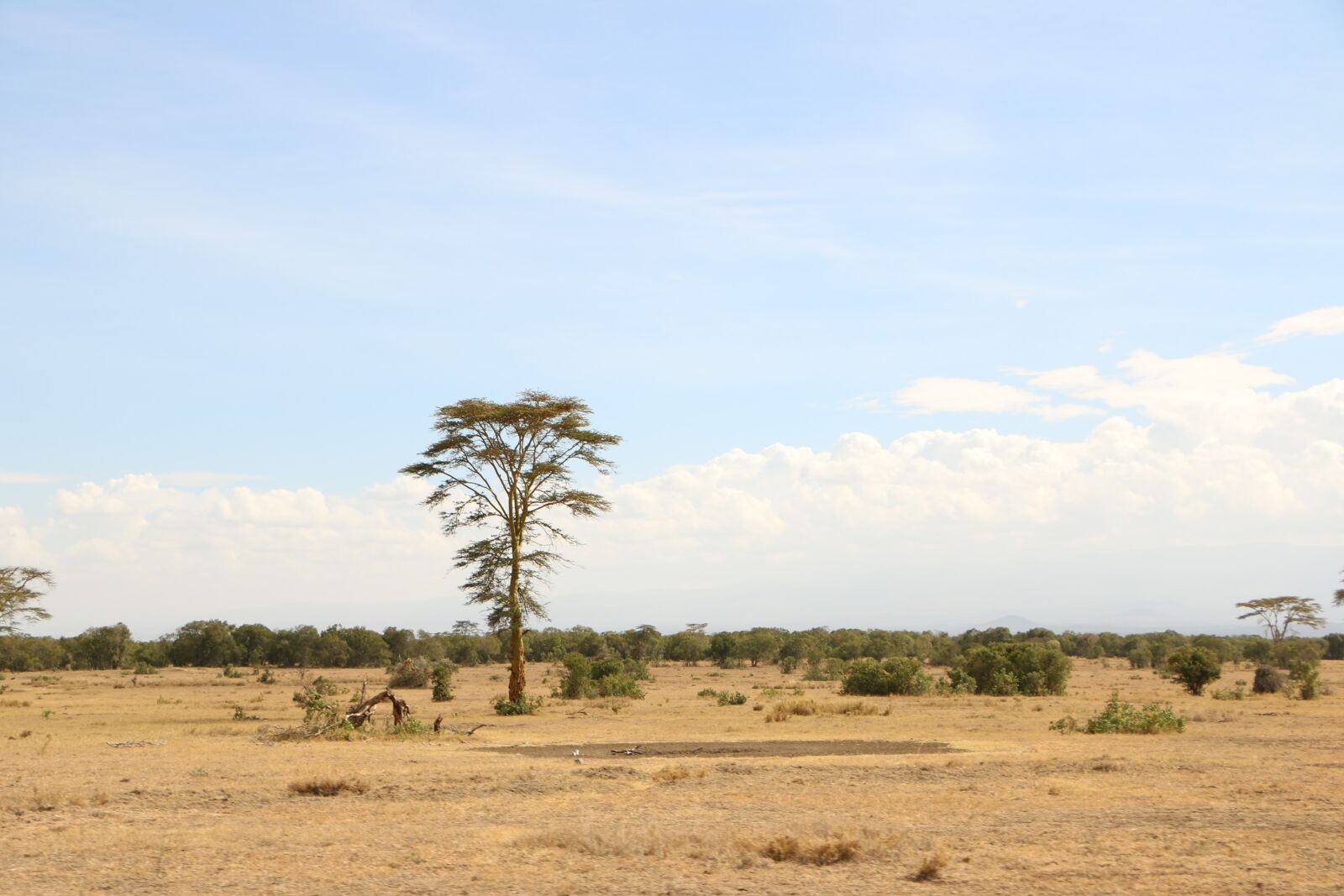 Canon EOS 760D (EOS Rebel T6s / EOS 8000D) sample photo. Tree, savanna, nature photography