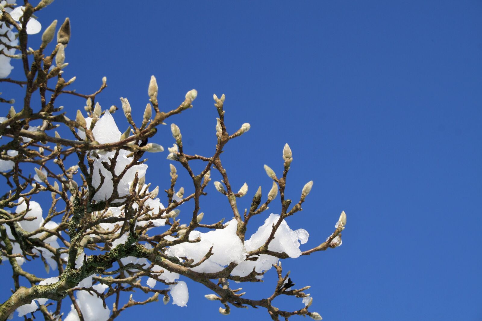 Canon EOS 1000D (EOS Digital Rebel XS / EOS Kiss F) sample photo. Nature, branch, the dome photography