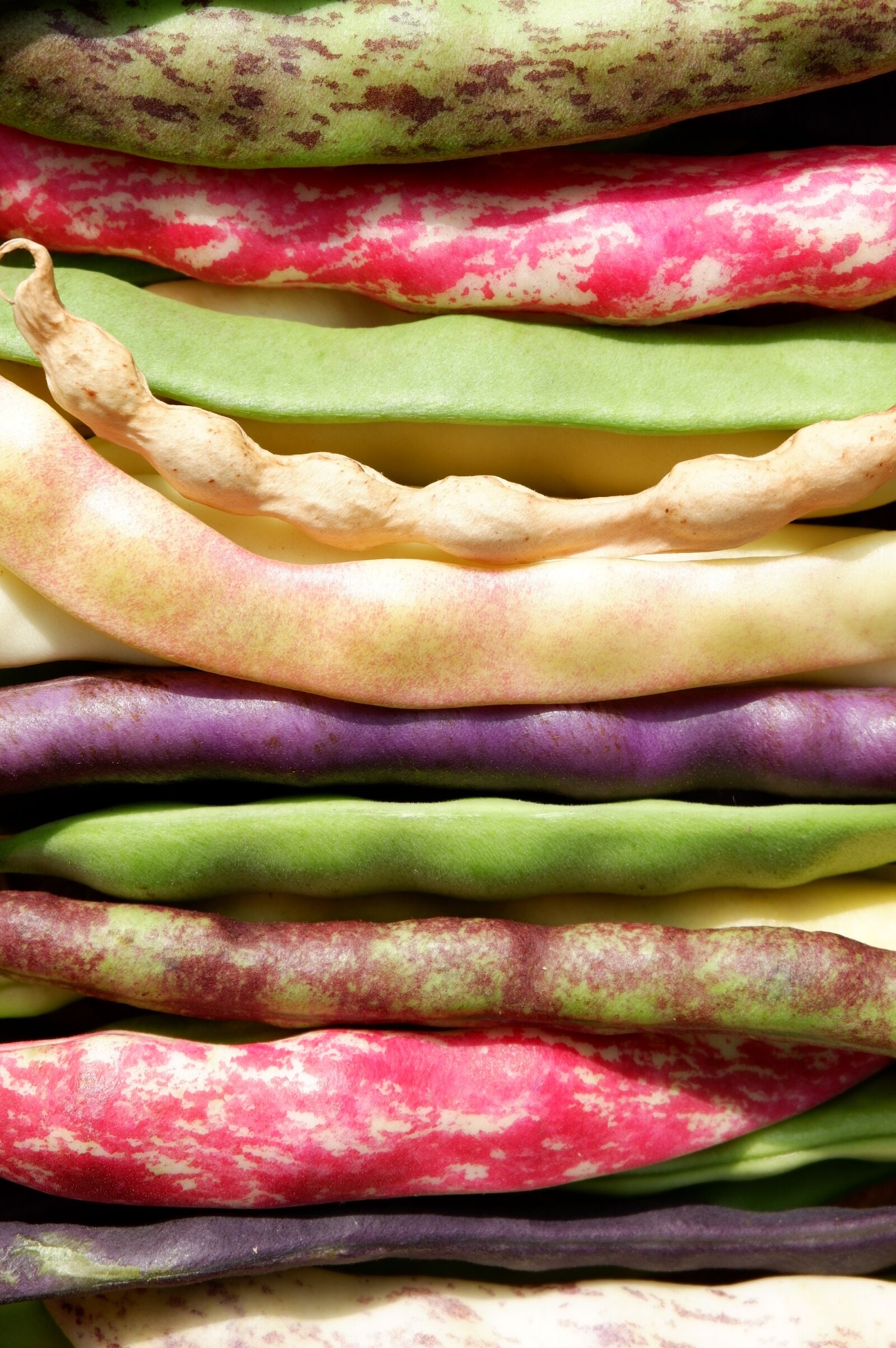 Fujifilm X-A3 + Fujifilm XC 16-50mm F3.5-5.6 OIS II sample photo. Beans, colorful, garden bean photography