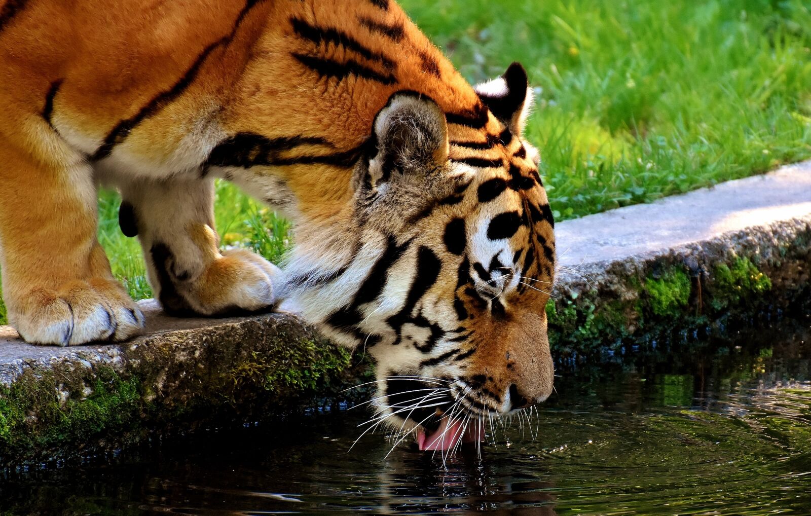 Nikon D7200 sample photo. Tiger, predator, fur photography